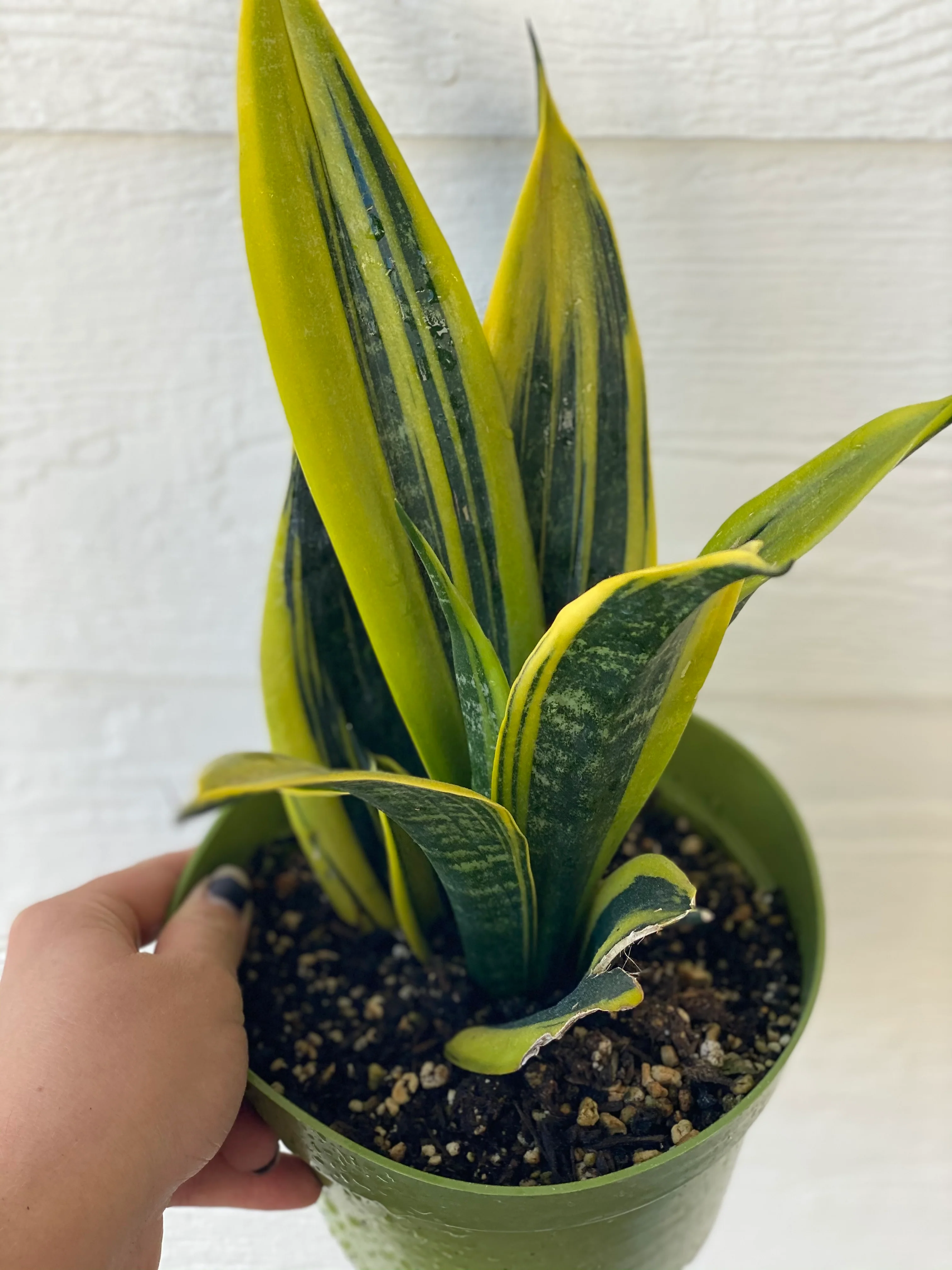 Sansevieria Trifasciata Gold Flame - Image 3