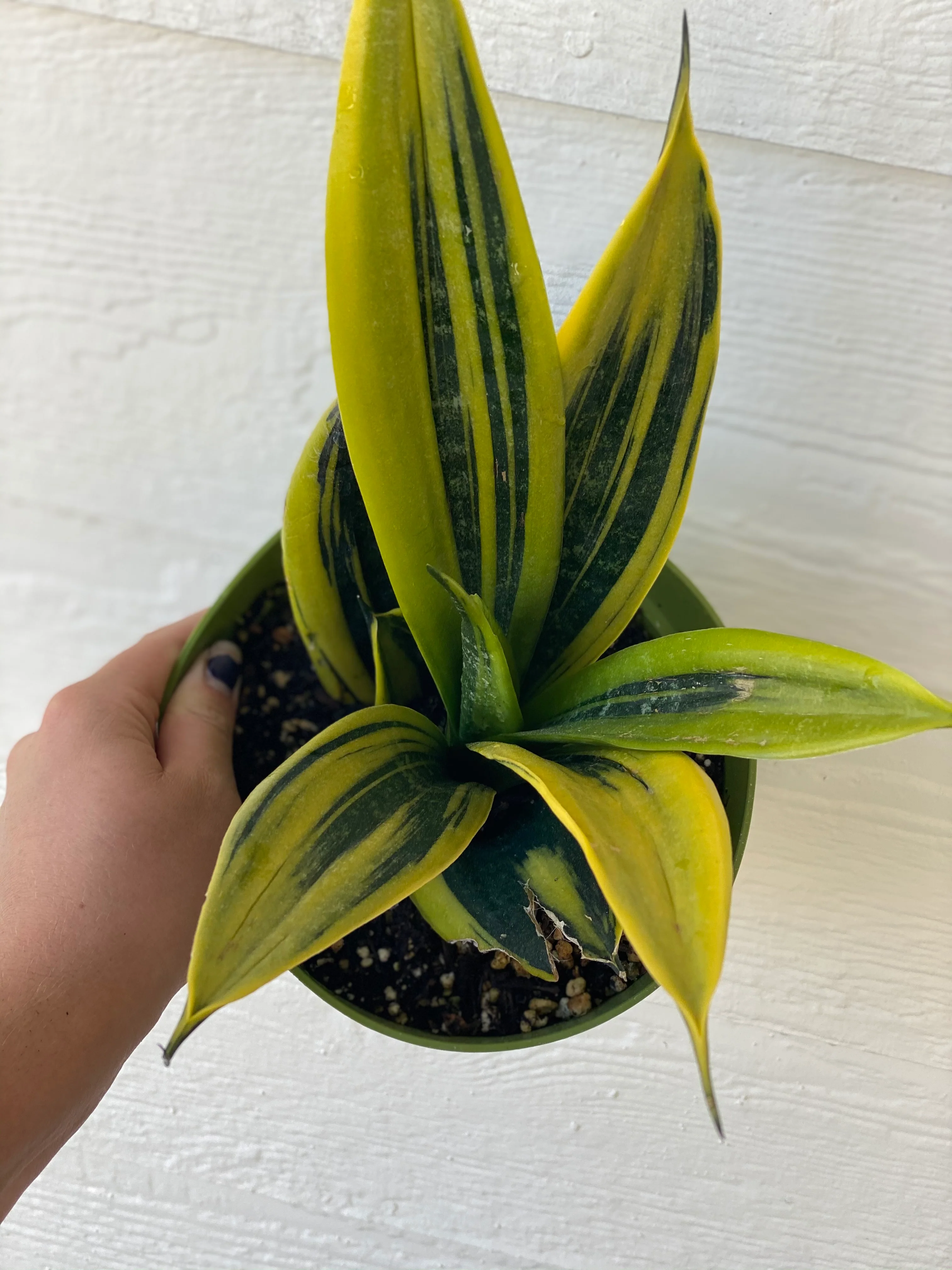 Sansevieria Trifasciata Gold Flame - Image 4