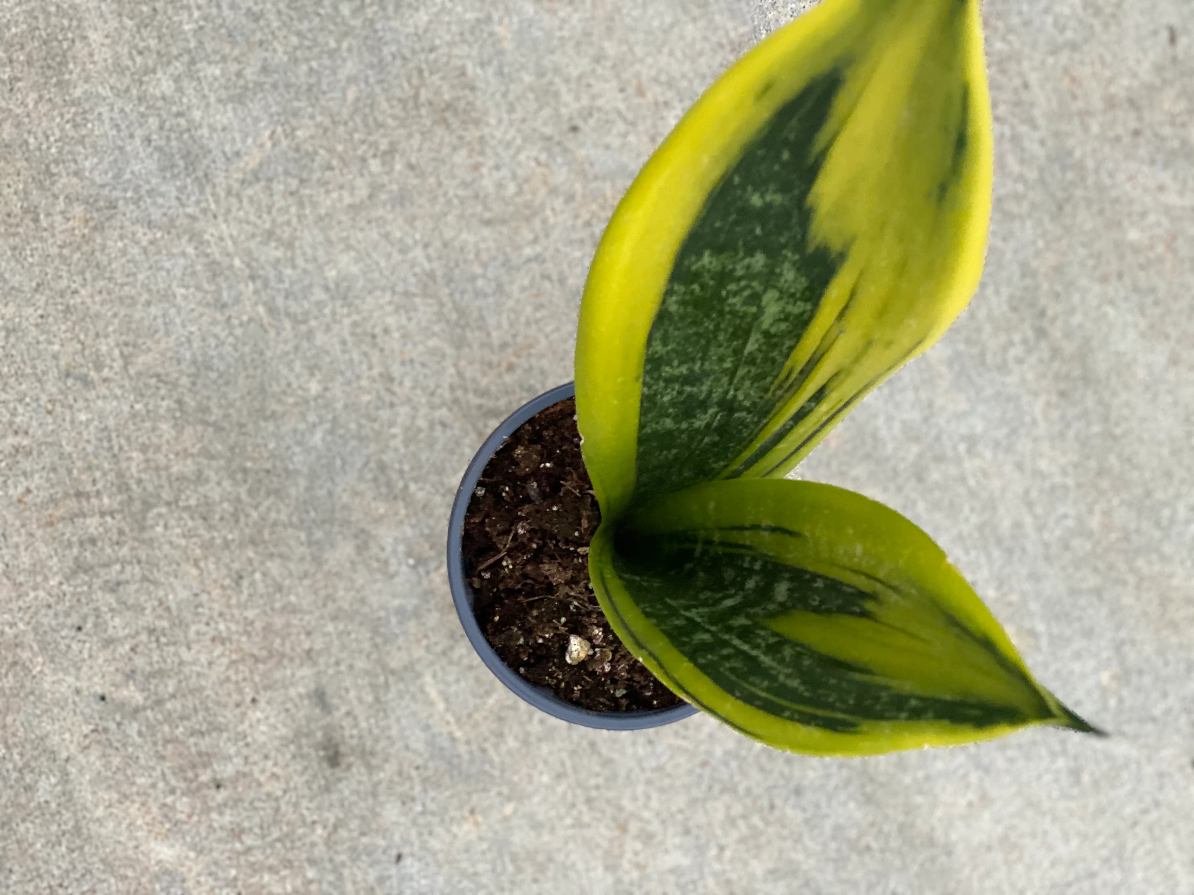 Sansevieria Trifasciata Gold Flame - Image 5