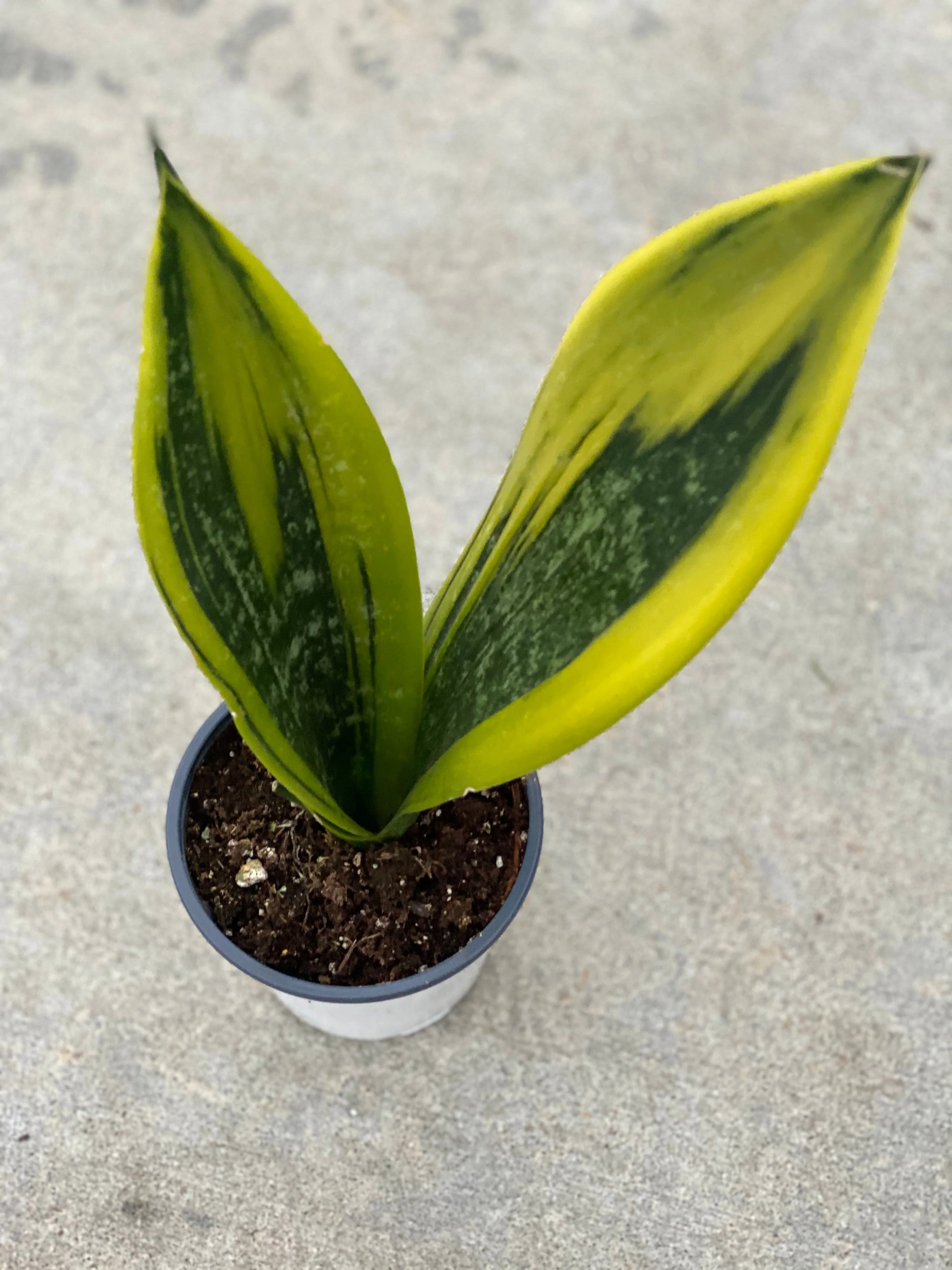 Sansevieria Trifasciata Gold Flame - Image 6