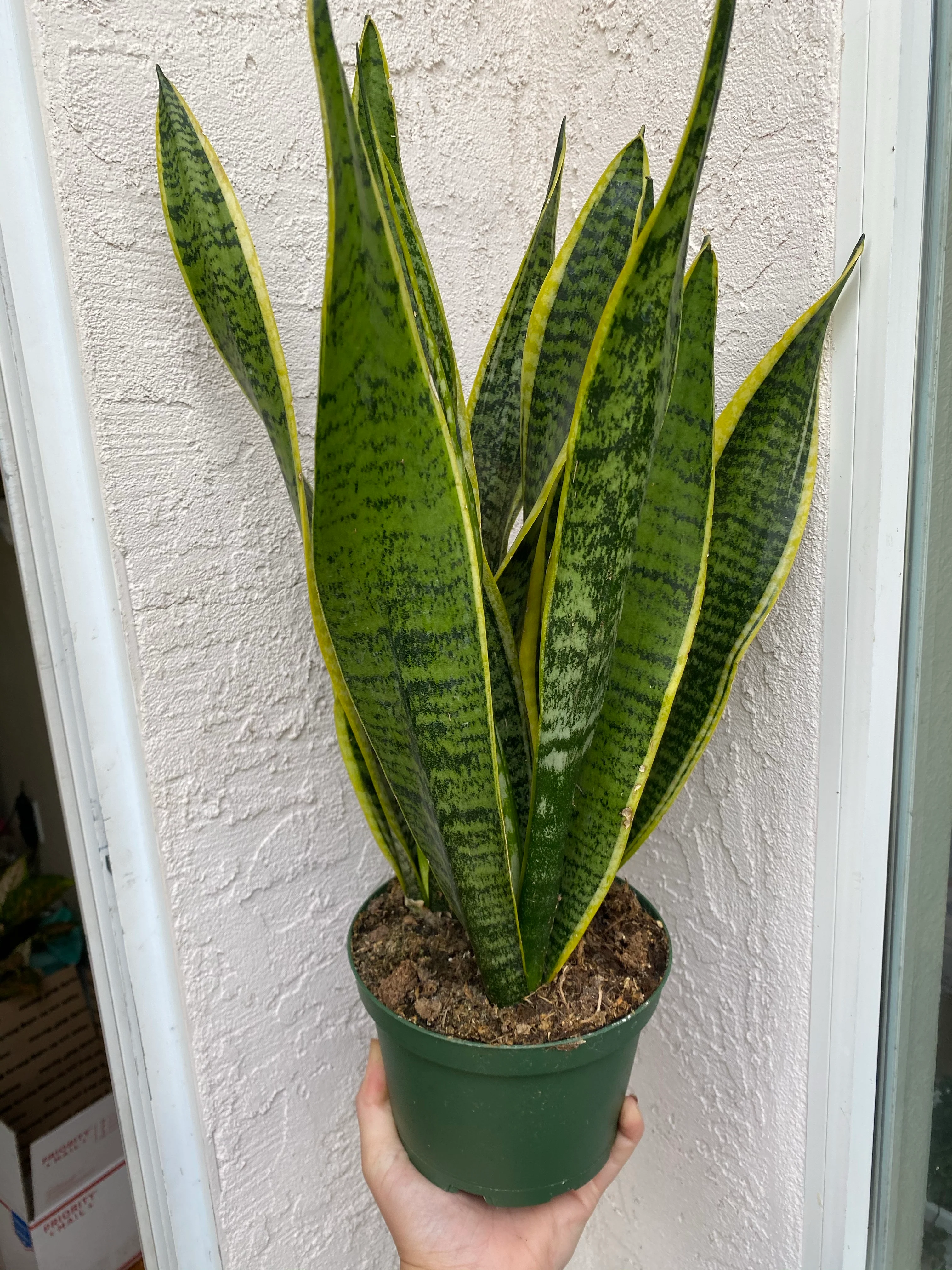 Sansevieria Trifasciata Laurentii - Image 3