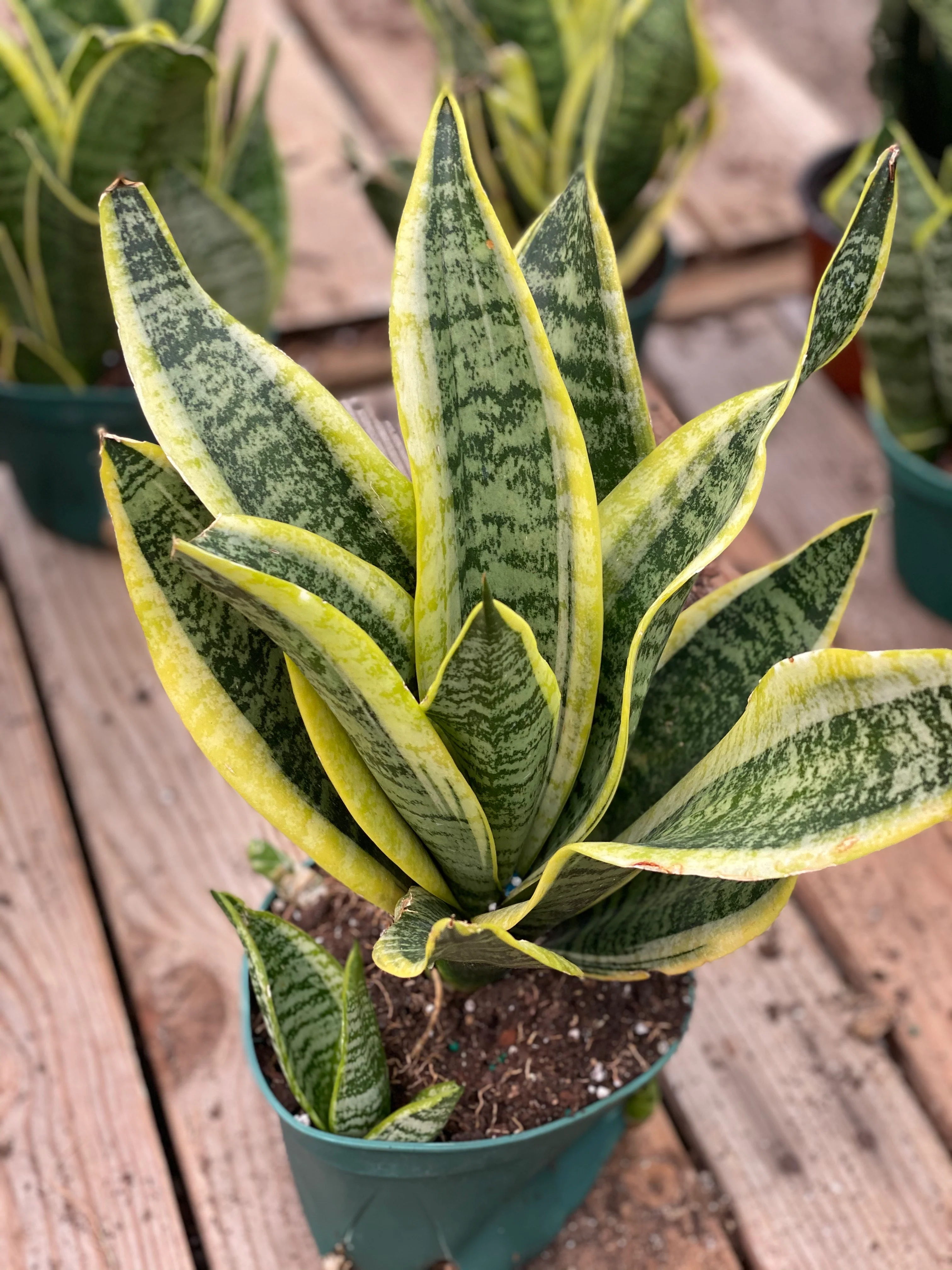 Sansevieria Twist - Image 3