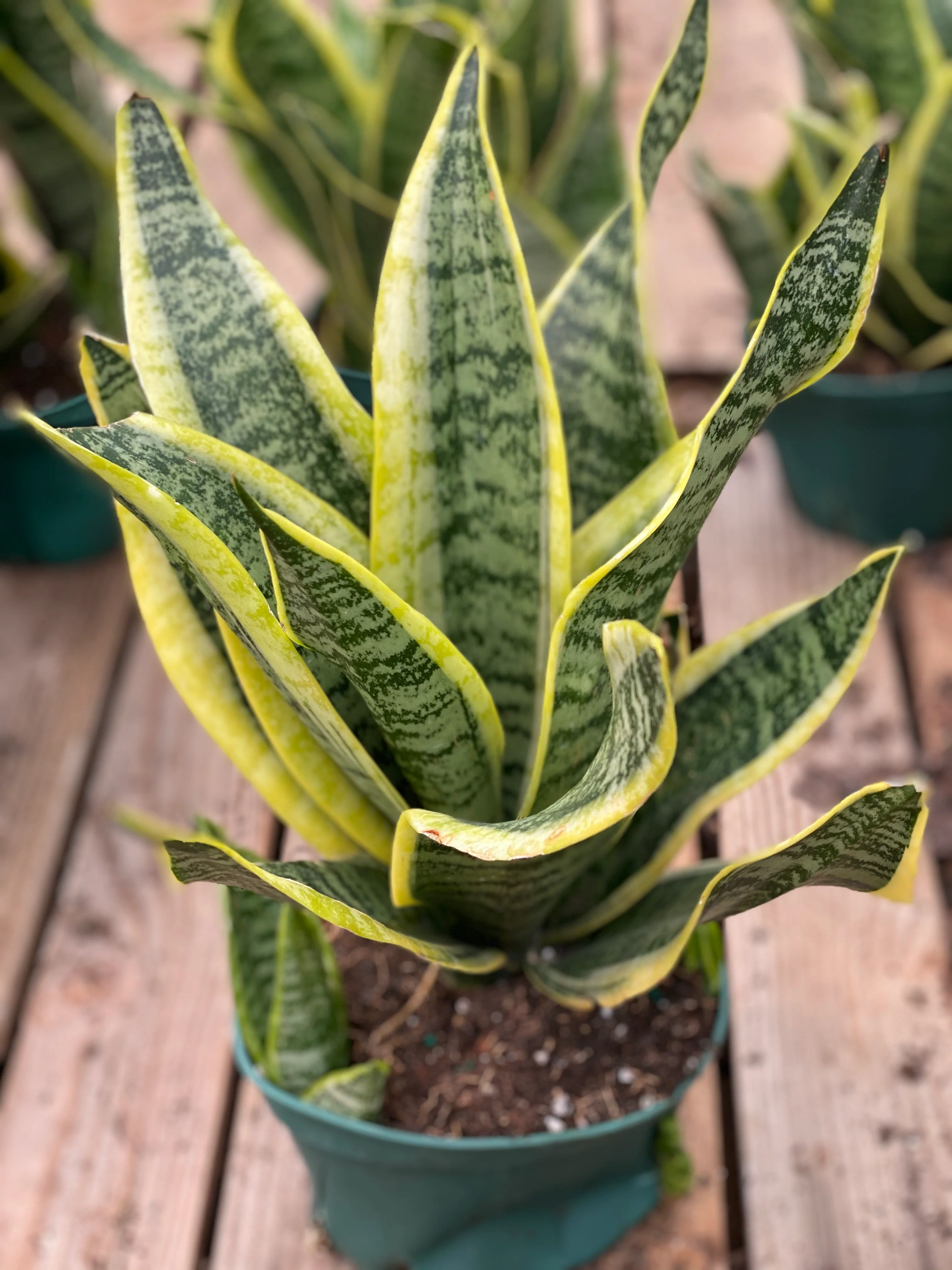 Sansevieria Twist - Image 4