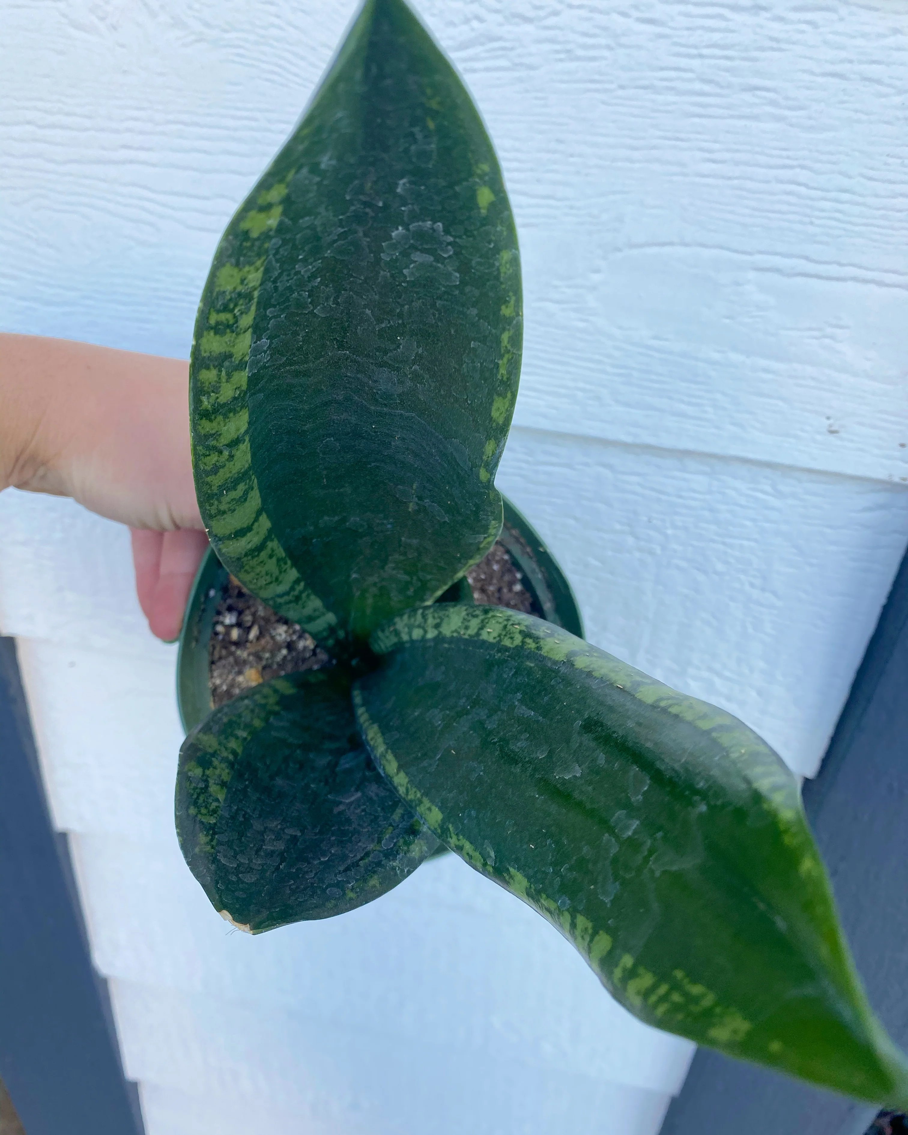 Sansevieria Whitney - Image 3