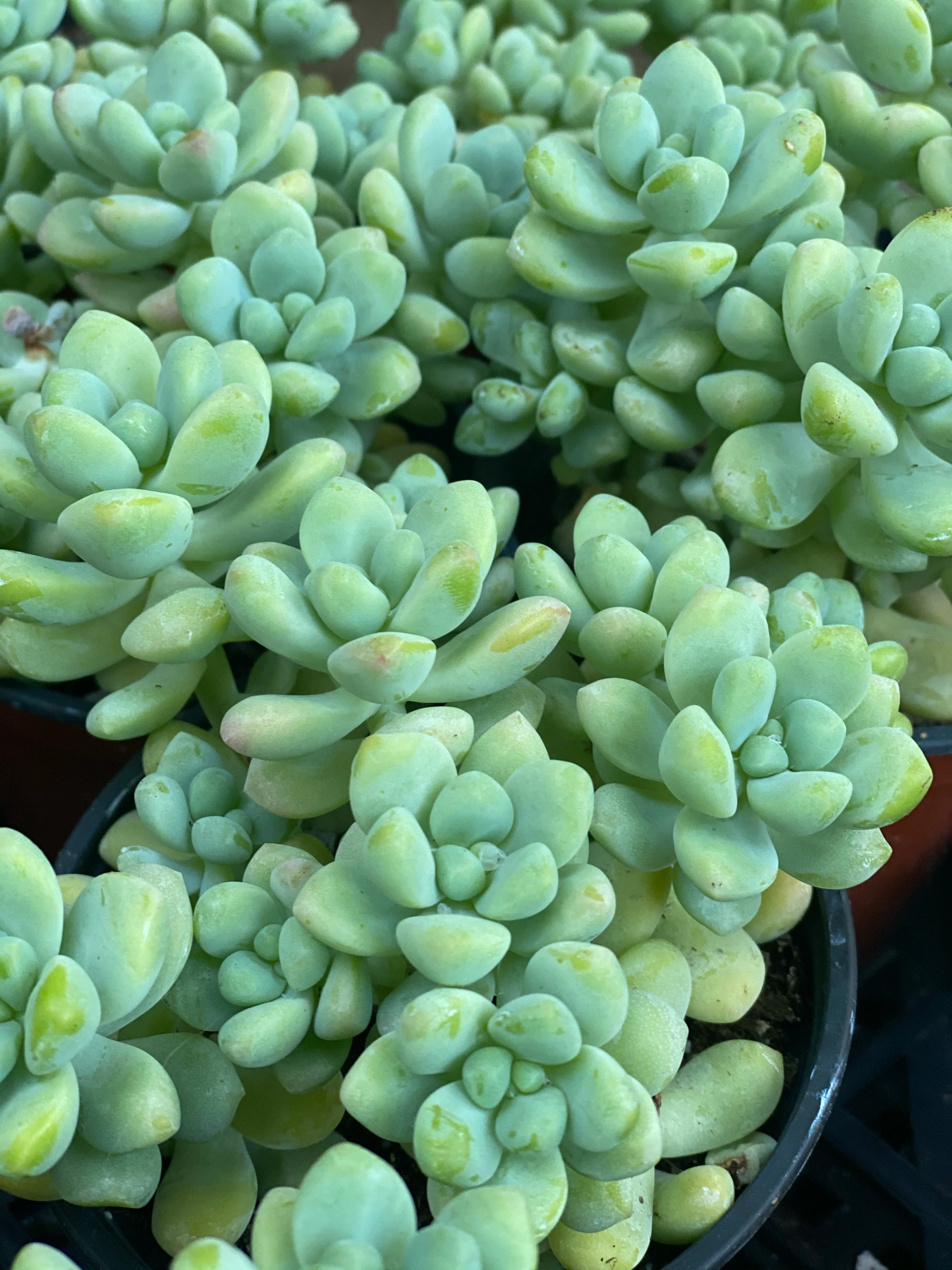 Sedum Clavatum Hybrid - Image 3