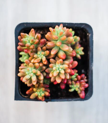 Sedum Cutting Set (40 Cuttings) - Image 3