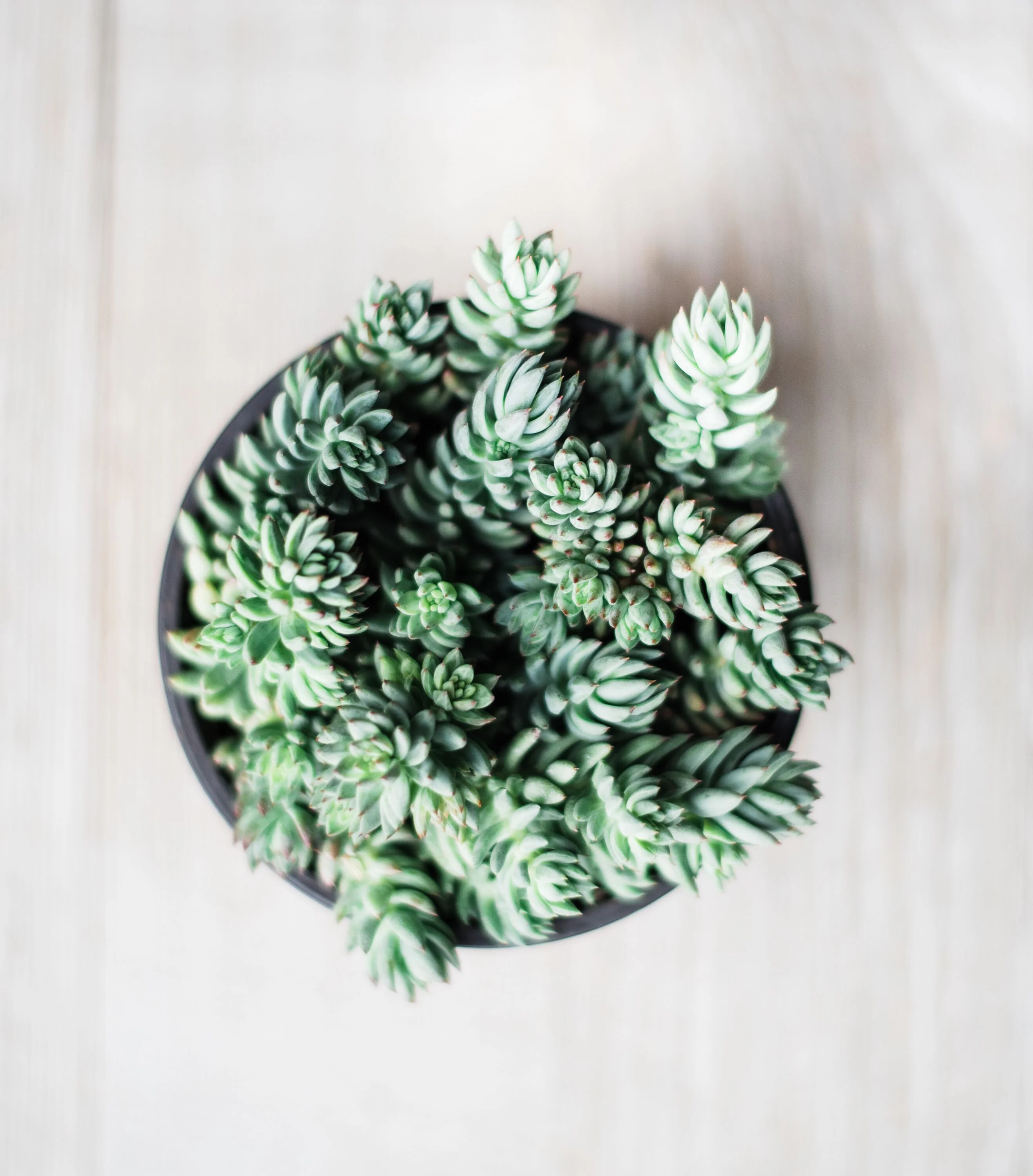 Sedum Cutting Set (40 Cuttings) - Image 4