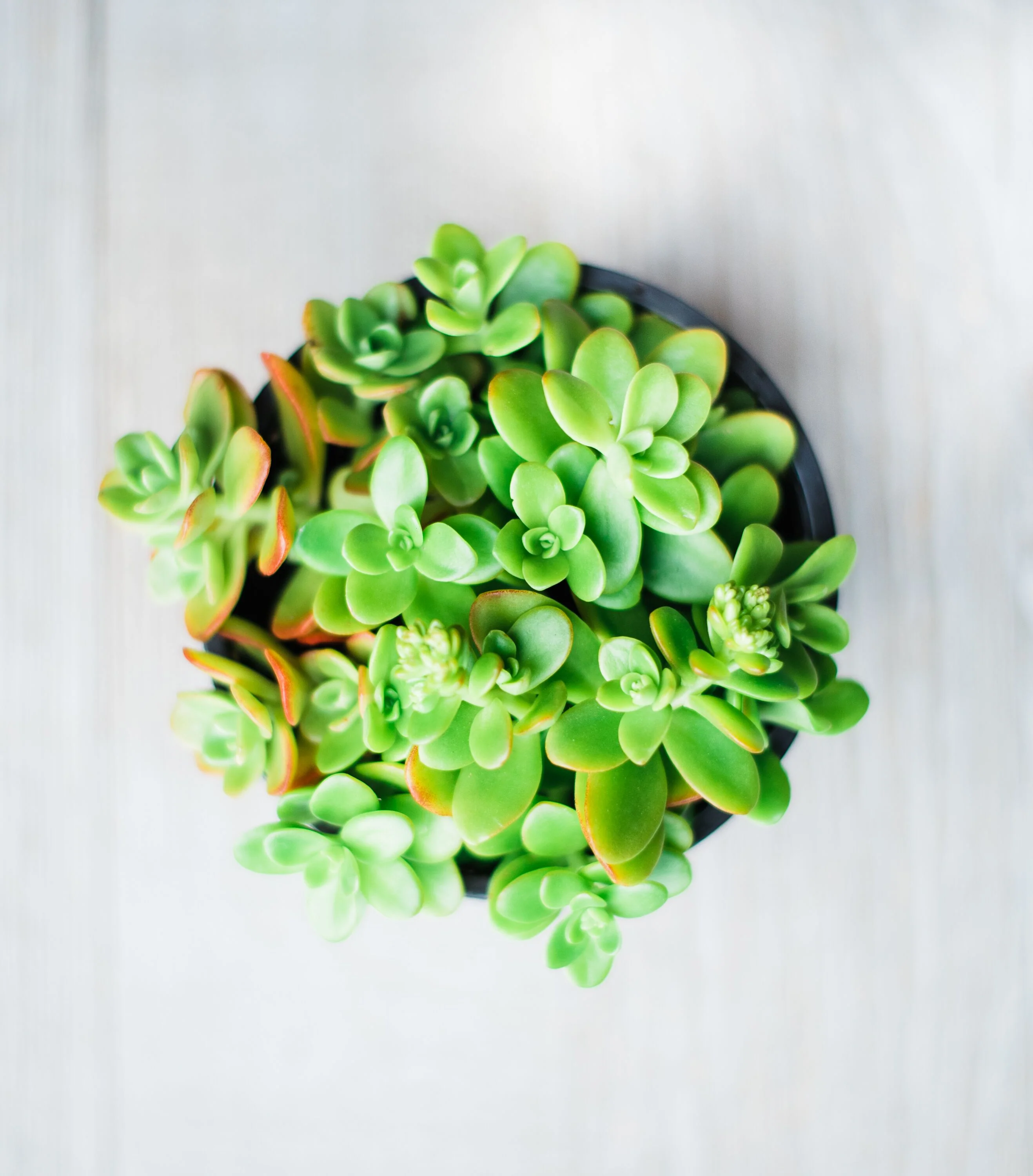 Sedum Cutting Set (40 Cuttings) - Image 5