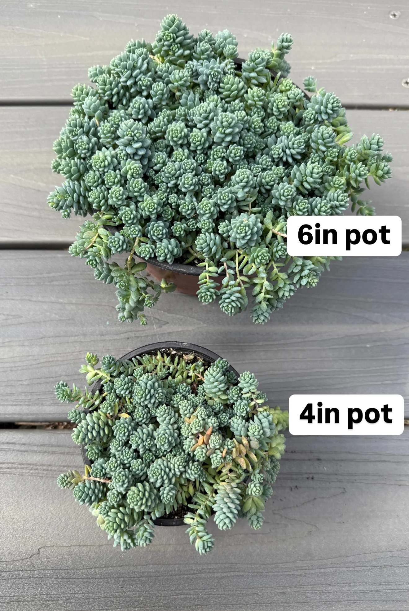 Sedum Dasyphyllum 'Major' - Image 4