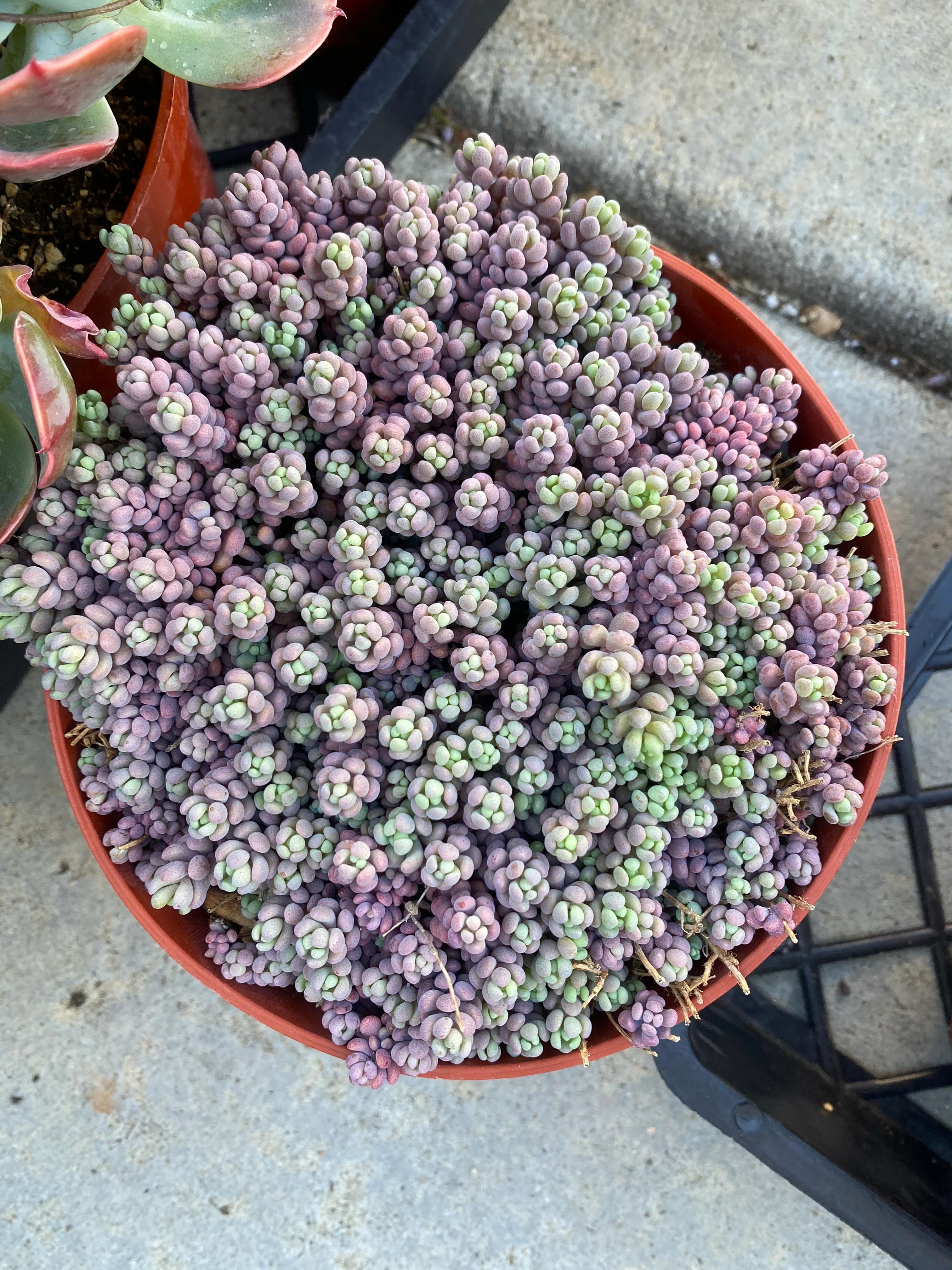 Sedum Dasyphyllum 'Minor' - Image 3