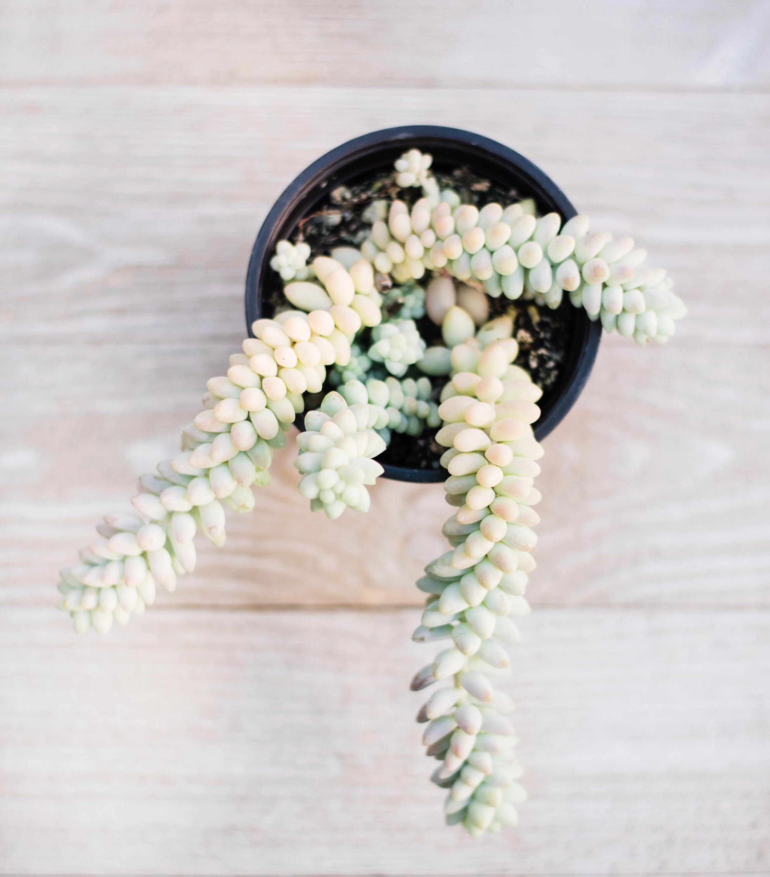 Sedum Donkey Tail - Image 3