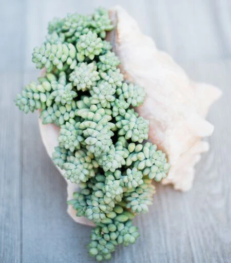 Sedum Donkey Tail - Image 4