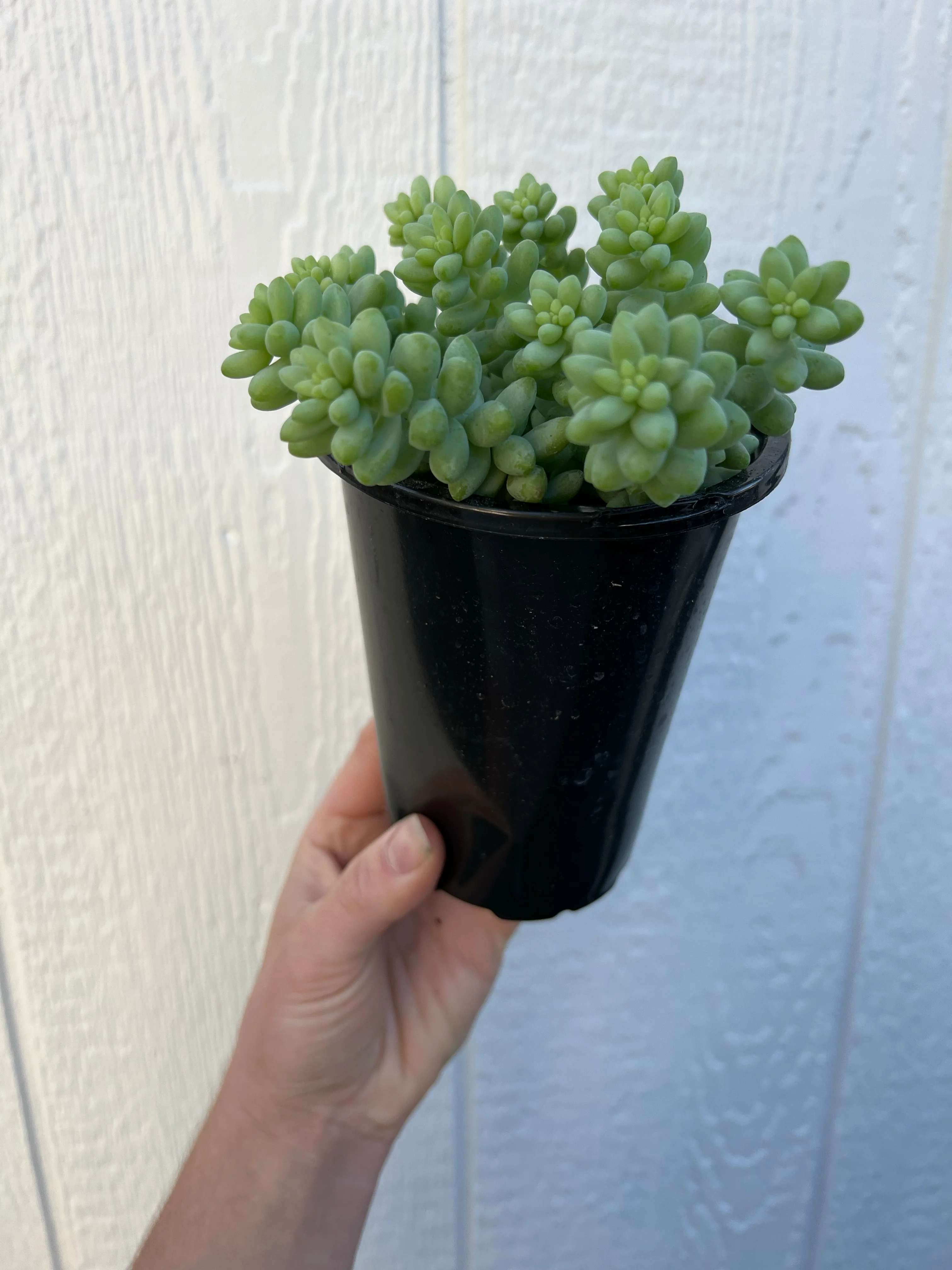 Sedum Donkey Tail - Image 7