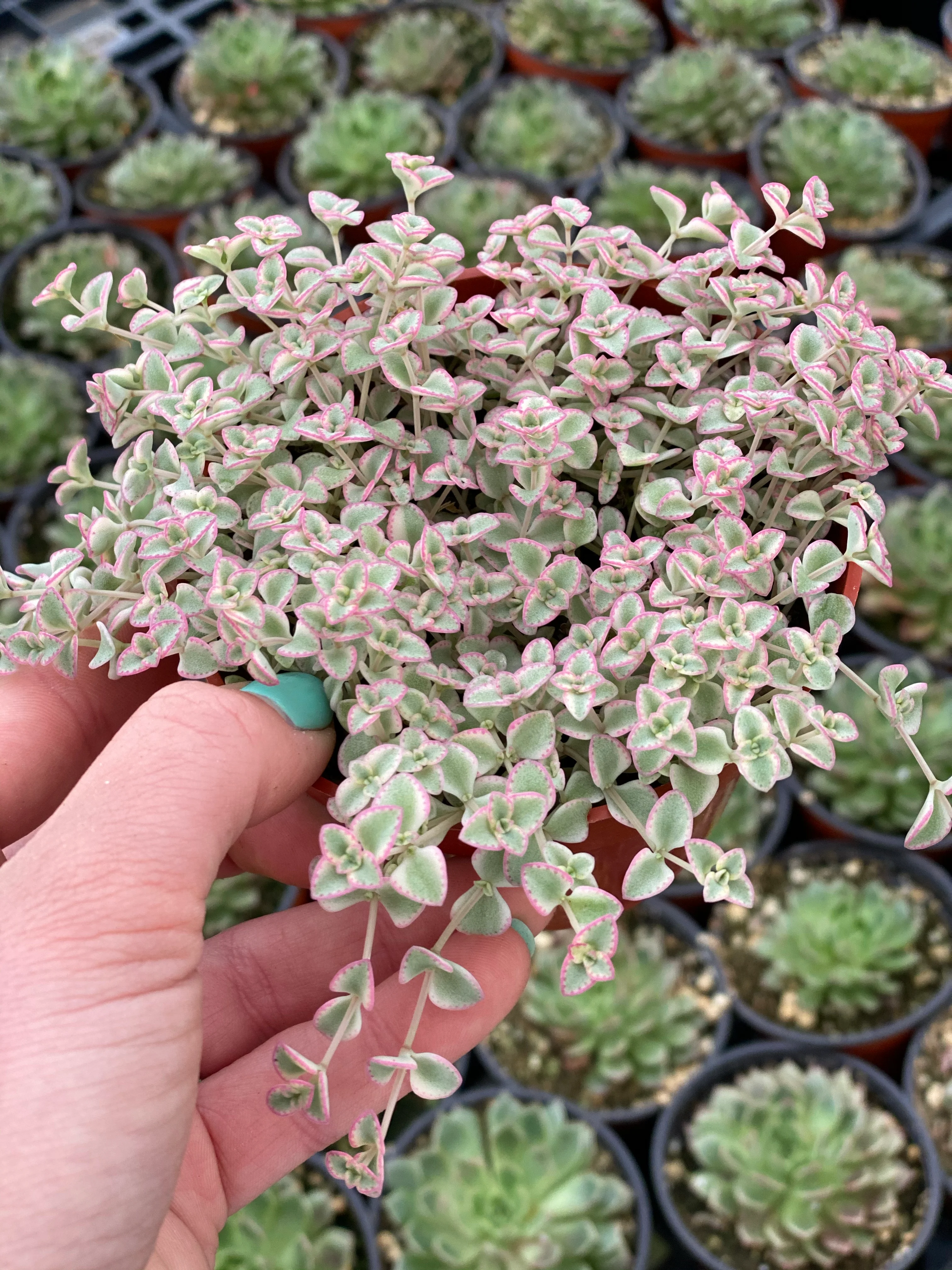 Sedum Little Missy - Image 2