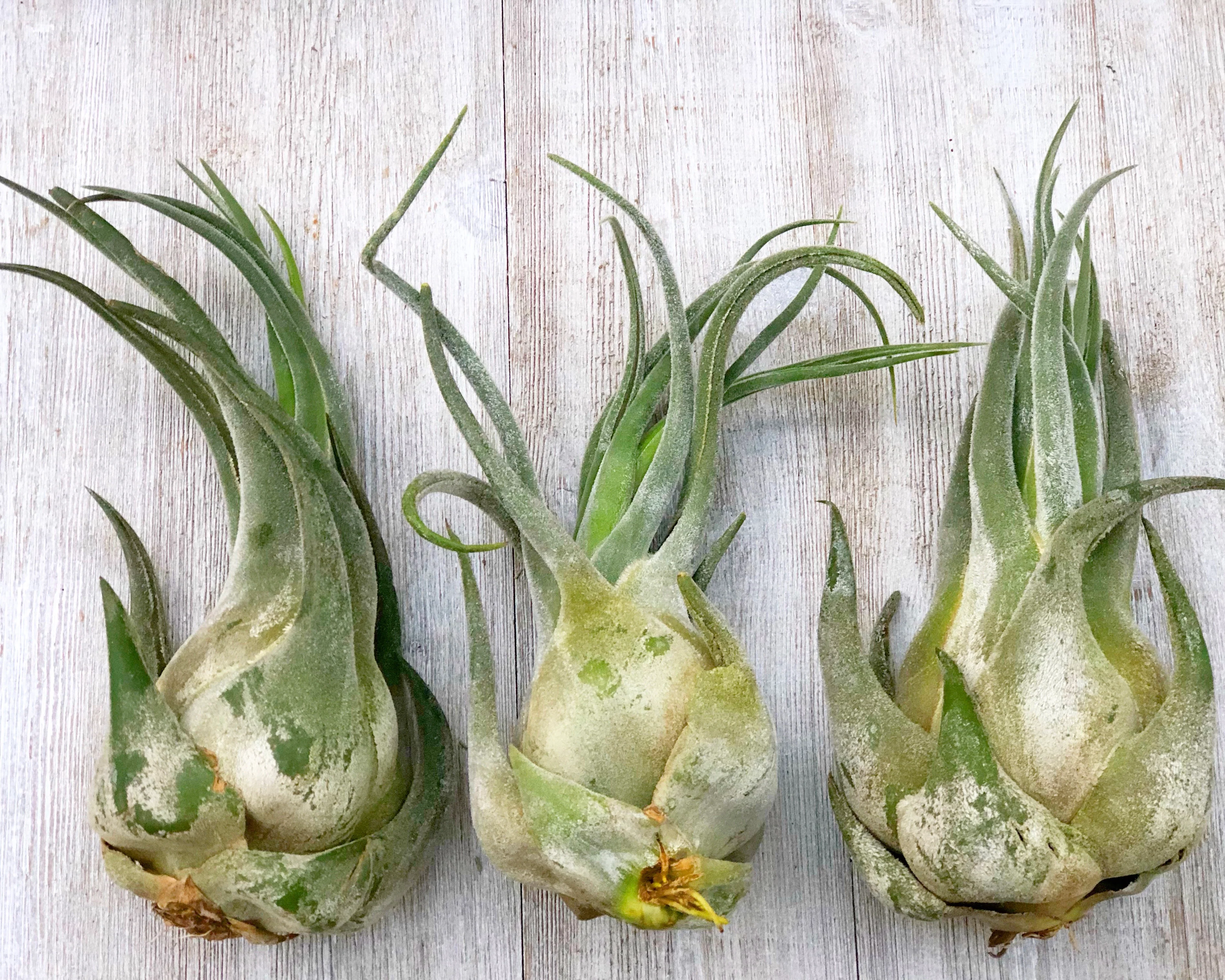 Tillandsia Seleriana *Jumbo* - Image 2