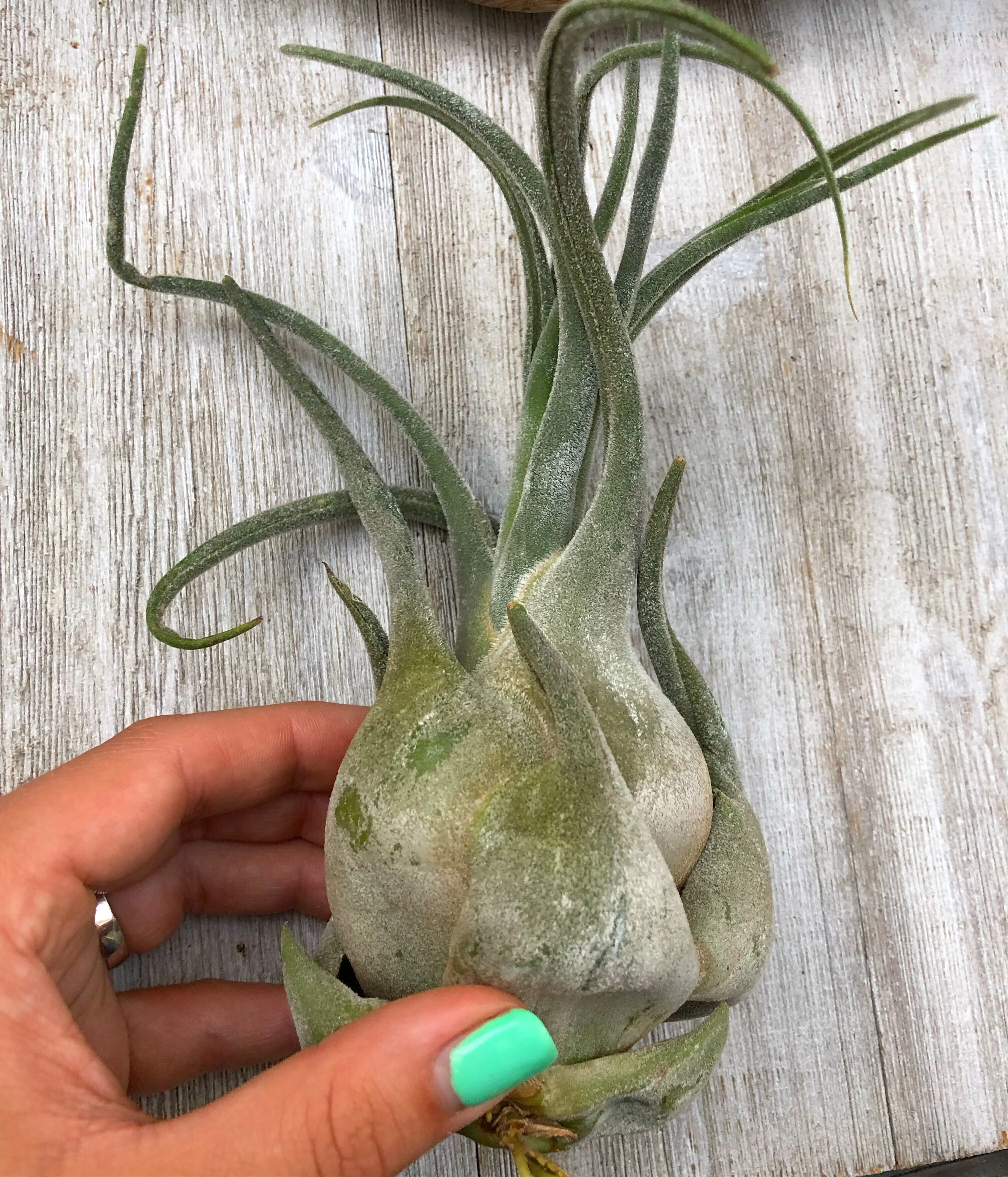 Tillandsia Seleriana *Jumbo* - Image 3