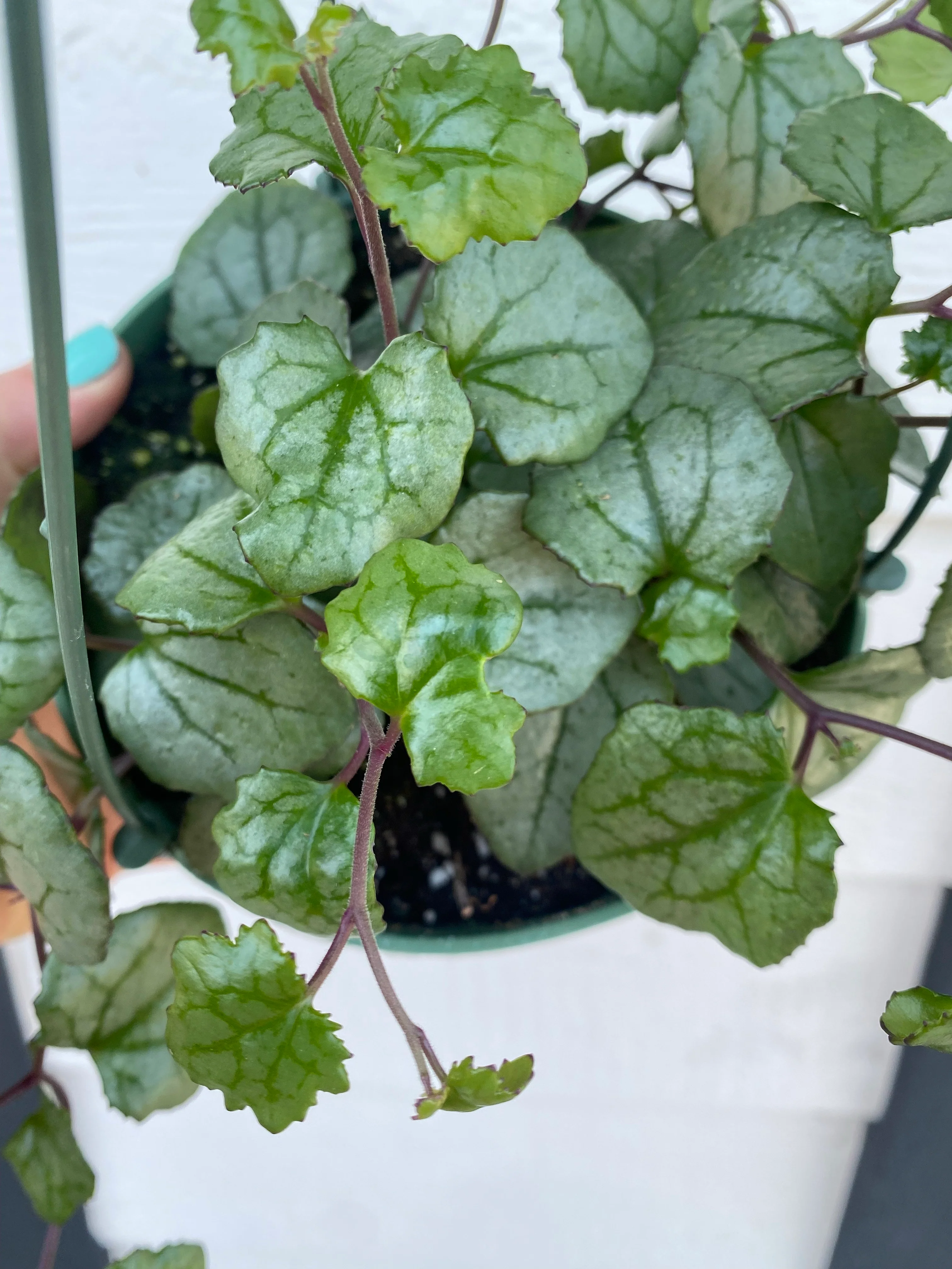 Senecio Mikanioides ‘Silver Heart’ / ‘Giant Heart’ - Image 3