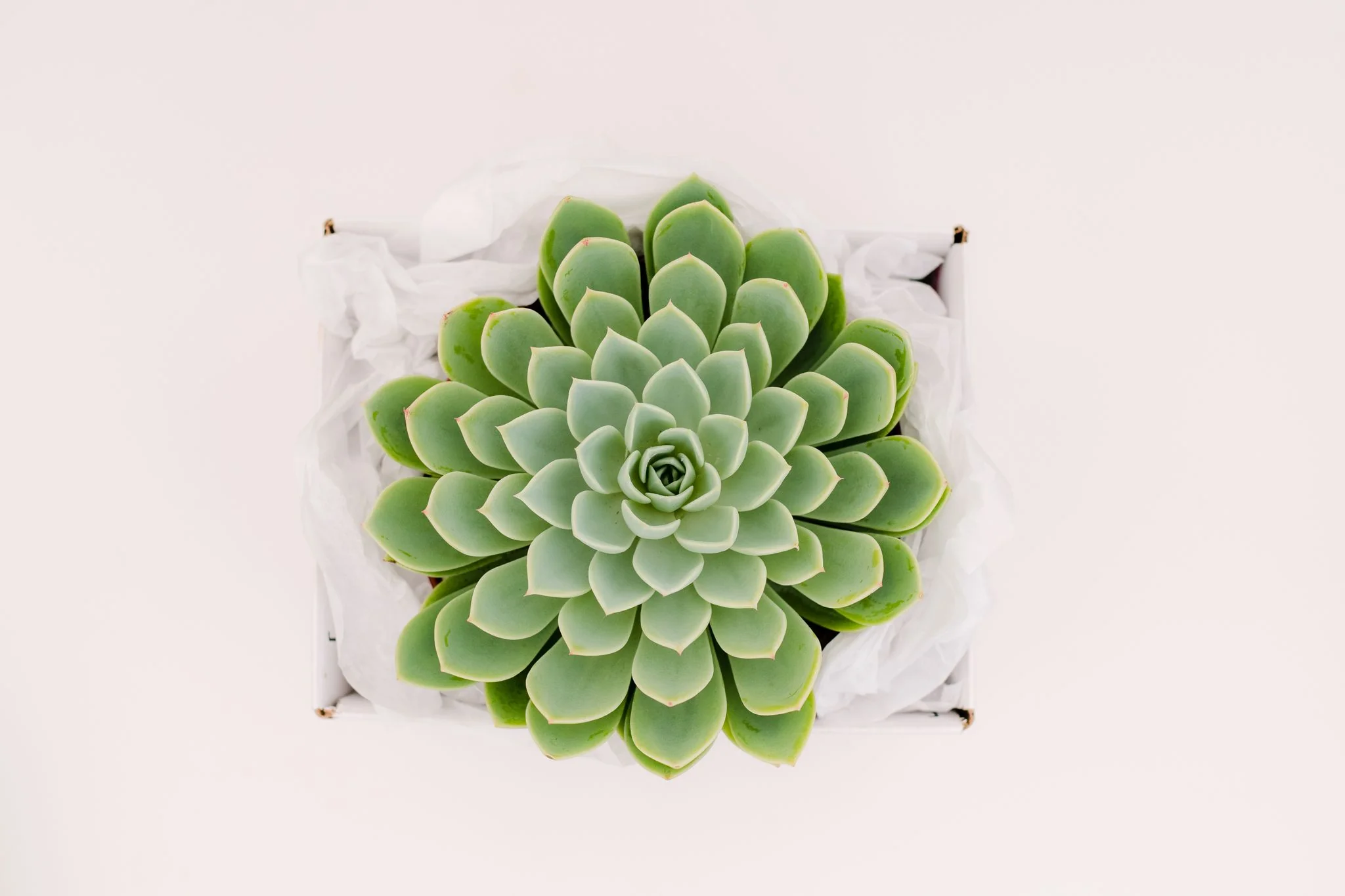 Single Succulent GiftBox (6in) - Image 3