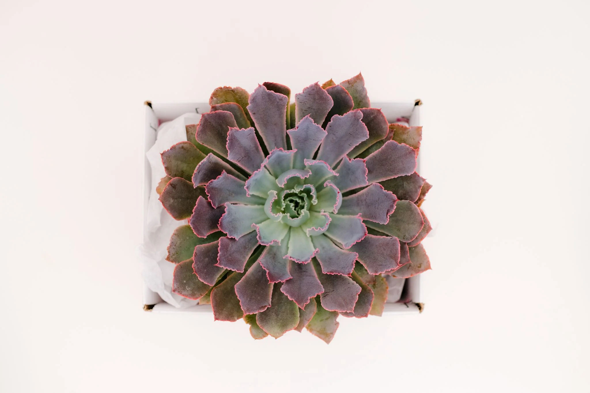 Single Succulent GiftBox (6in) - Image 4