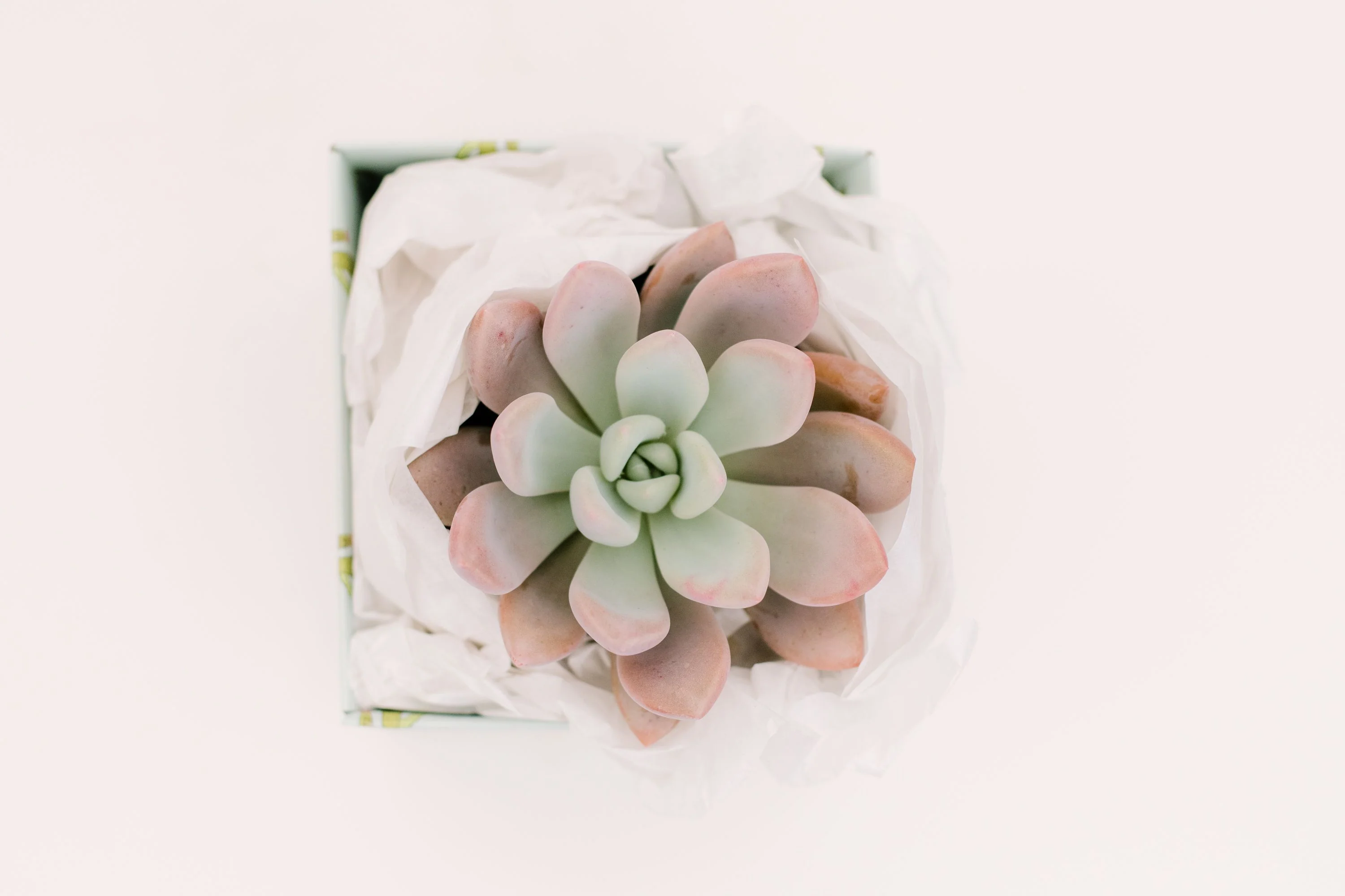 Single Succulent GiftBox (4in) - Image 7