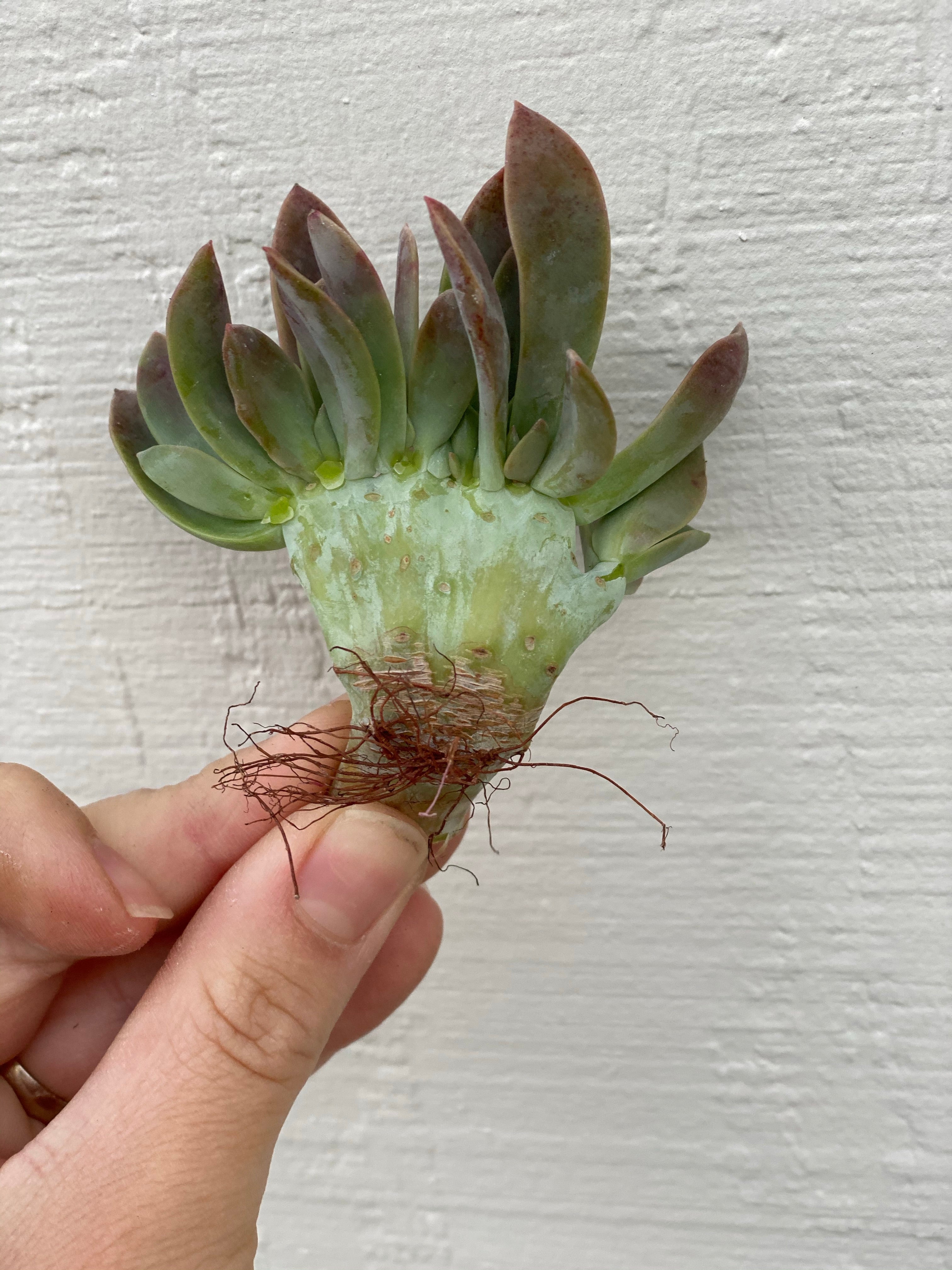 Small Crested Graptoveria Fred Ives #2 - Image 3