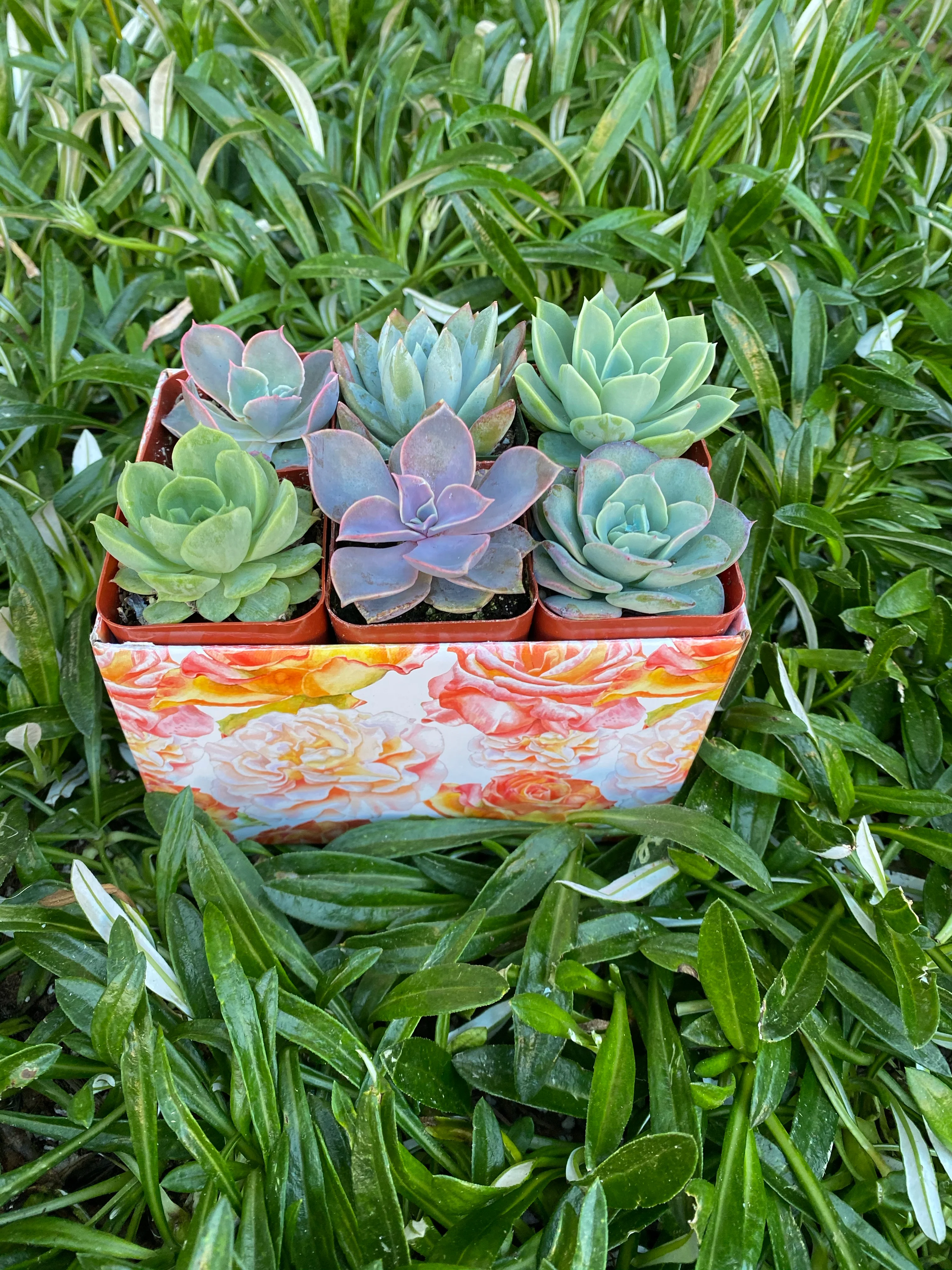 Small Succulent Gift Box - Image 3