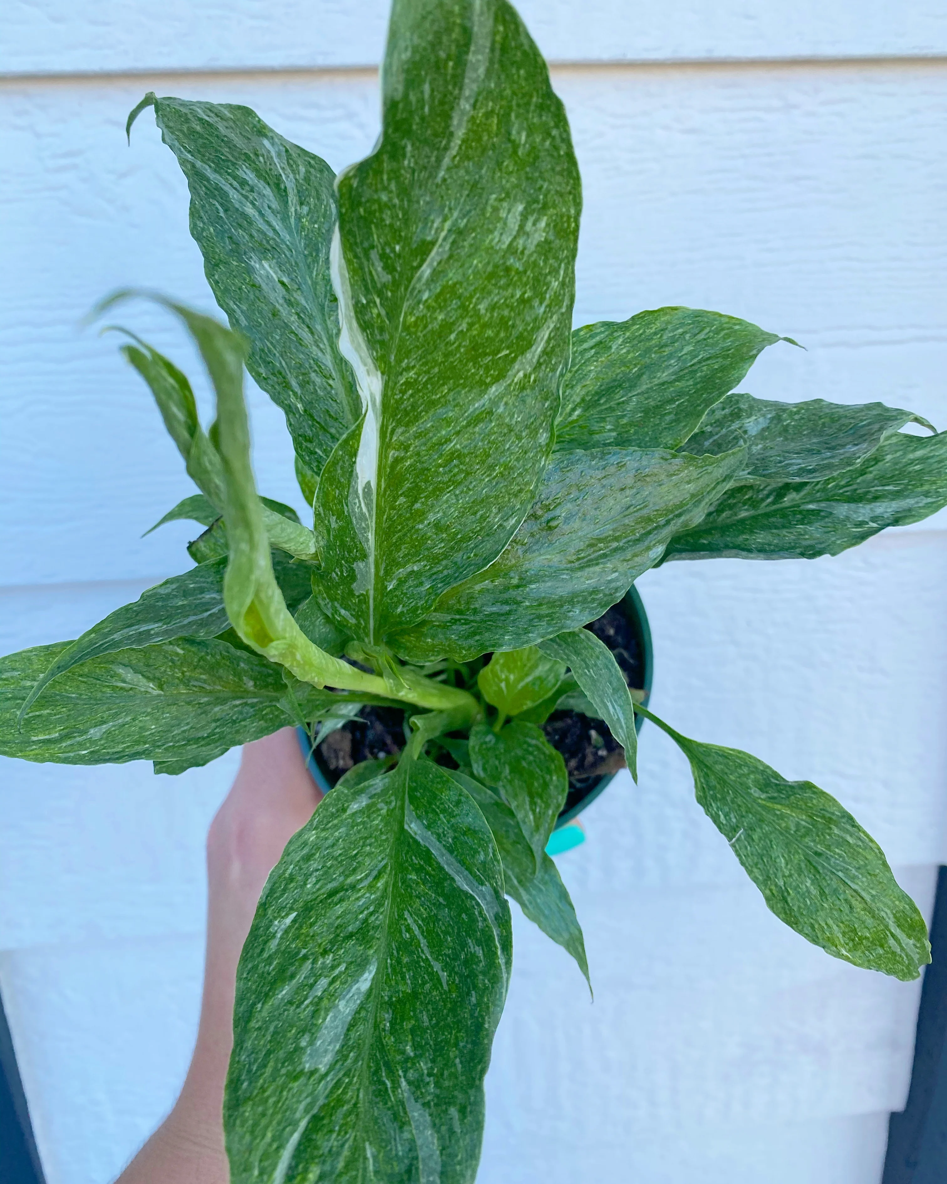 Spathiphyllum Domino ( Variegated Peace Lily )