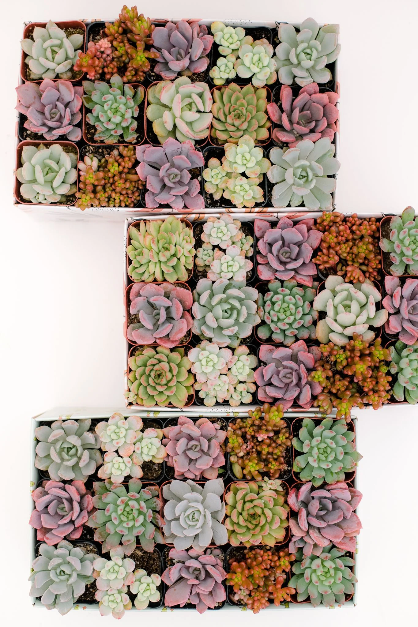 Classic Succulent Gift Box - Image 11