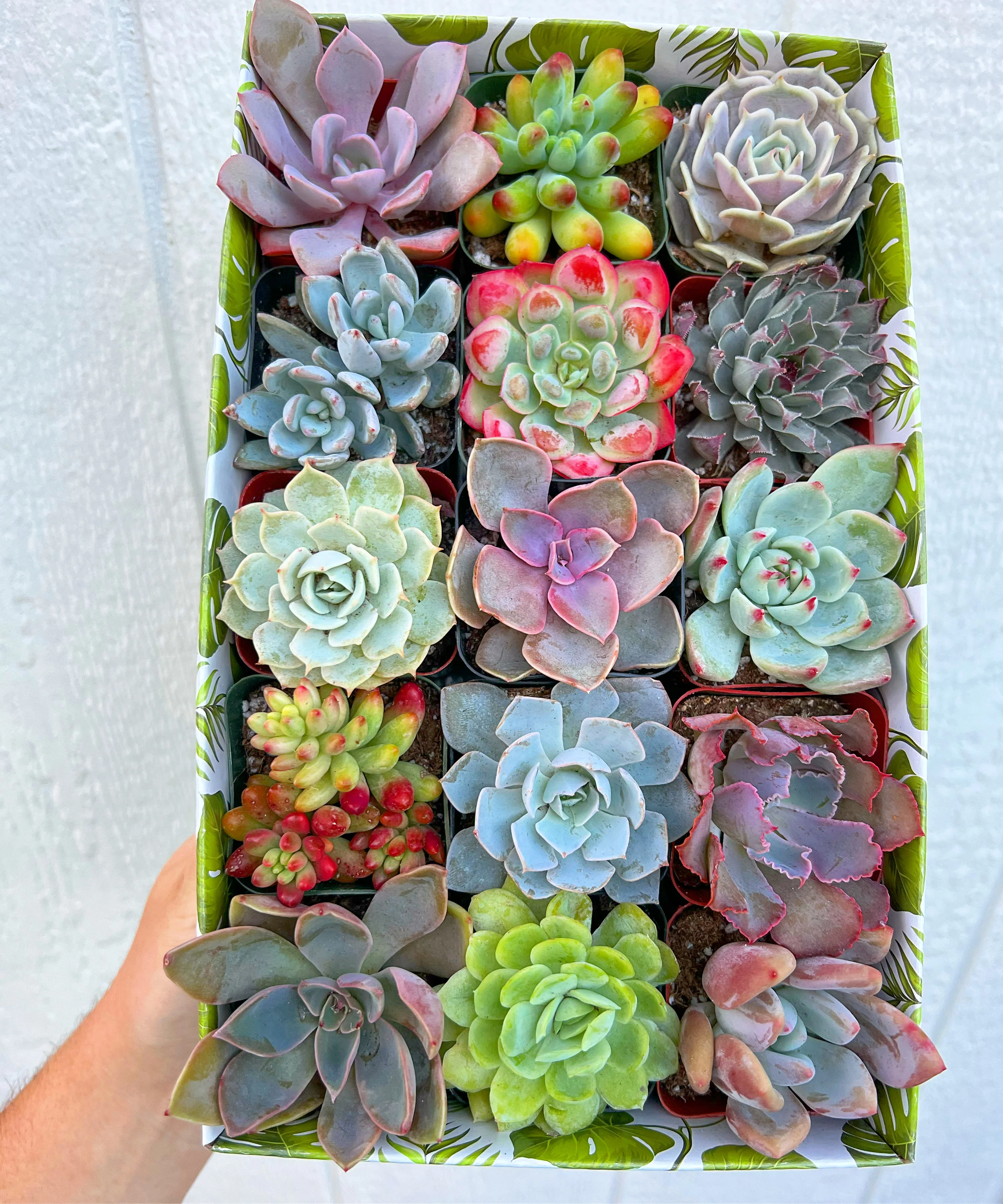 Classic Succulent Gift Box - Image 5