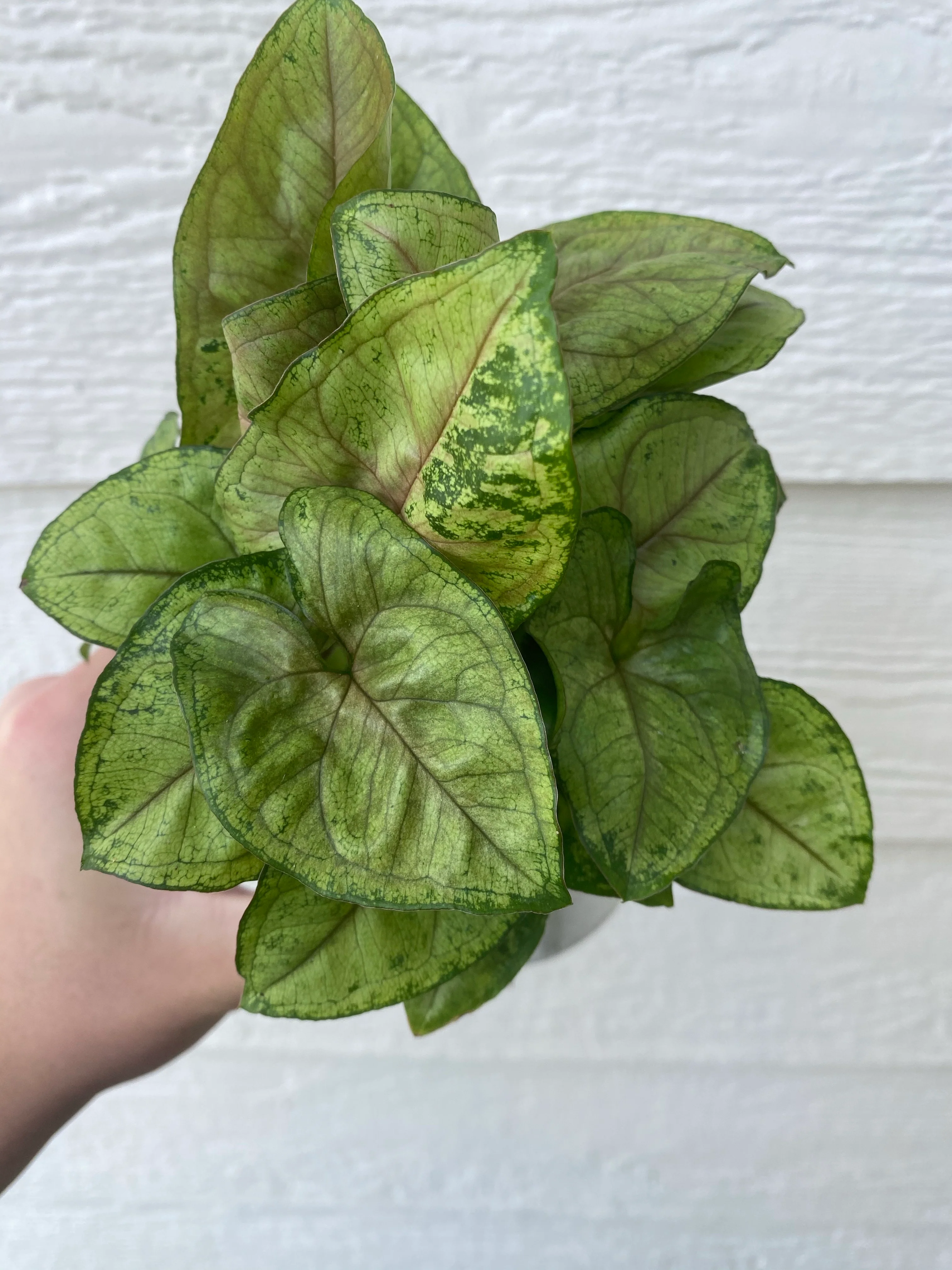 Syngonium Bob Allusion - Image 2