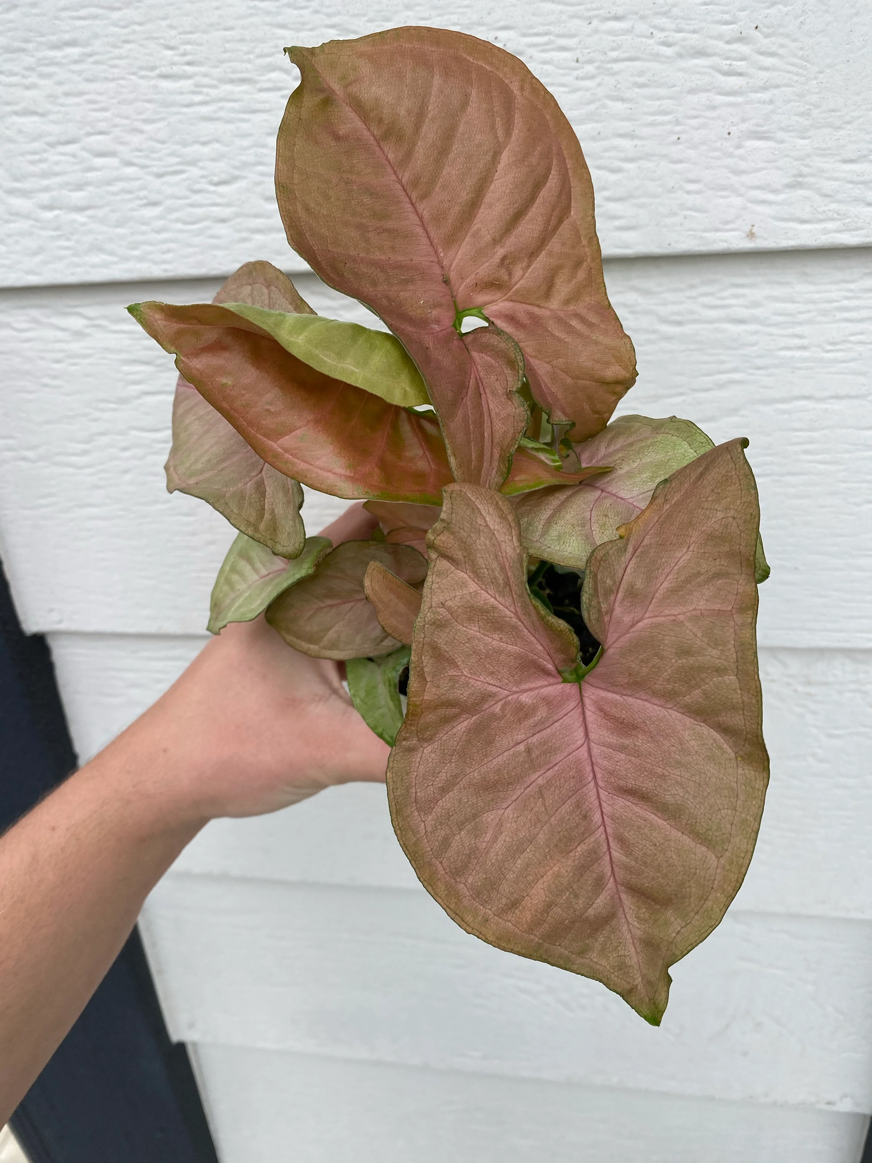 Syngonium Strawberry Cream - Image 4