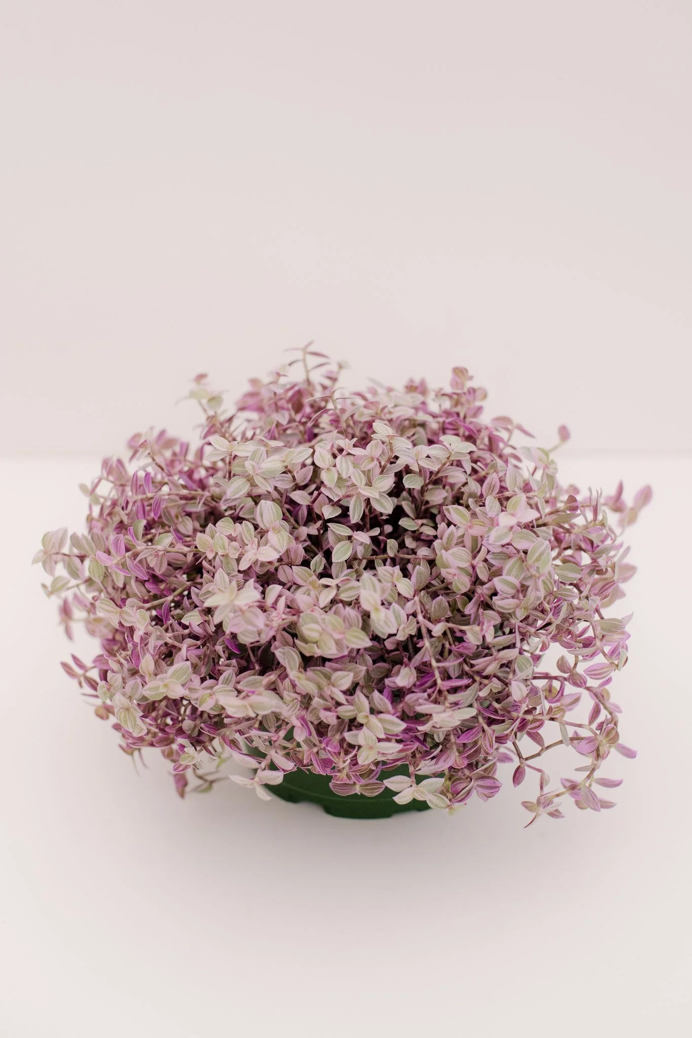 Tradescantia Pink Panther - Image 2