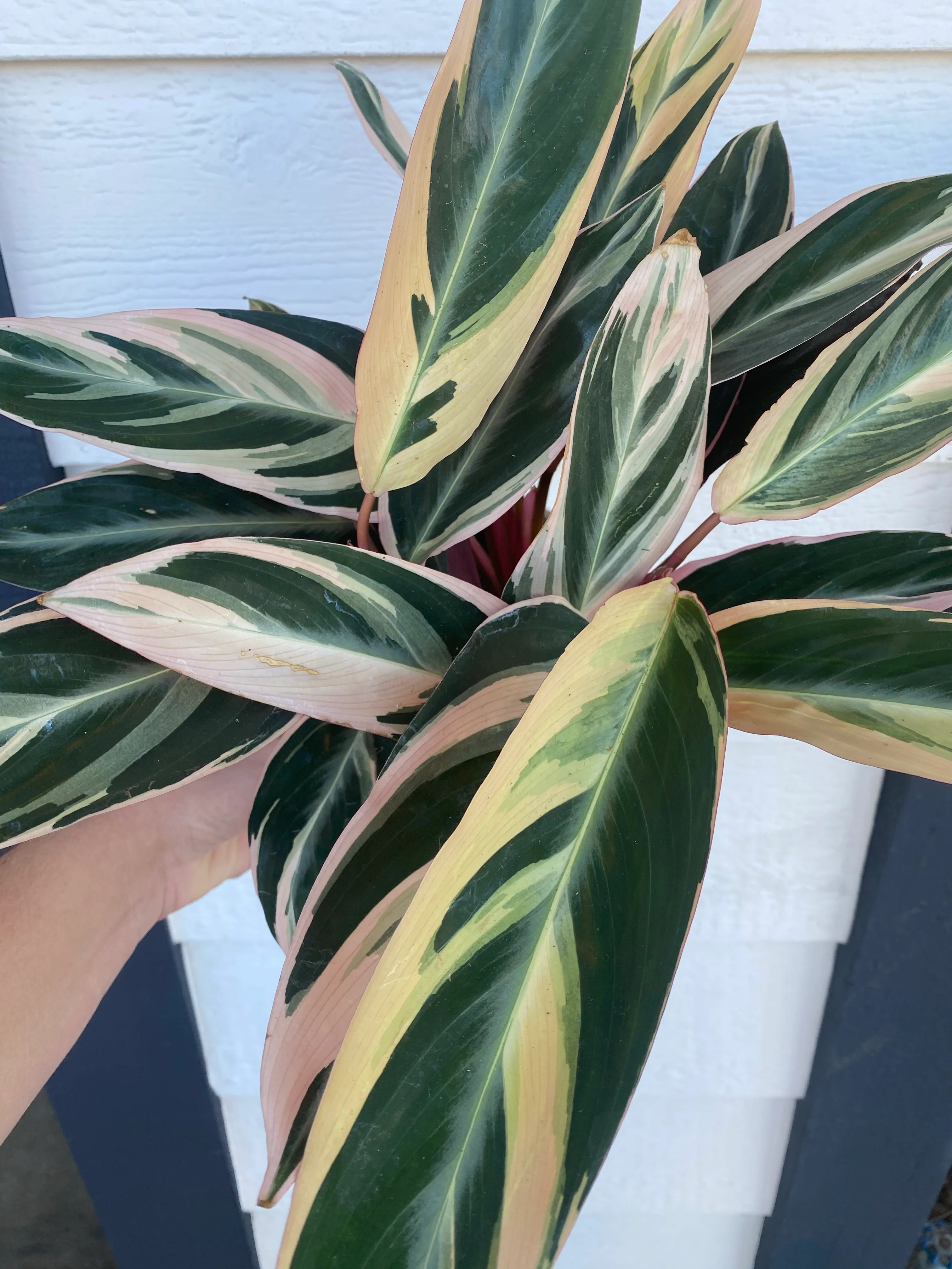 Triostar Stromanthe Calathea - Image 3