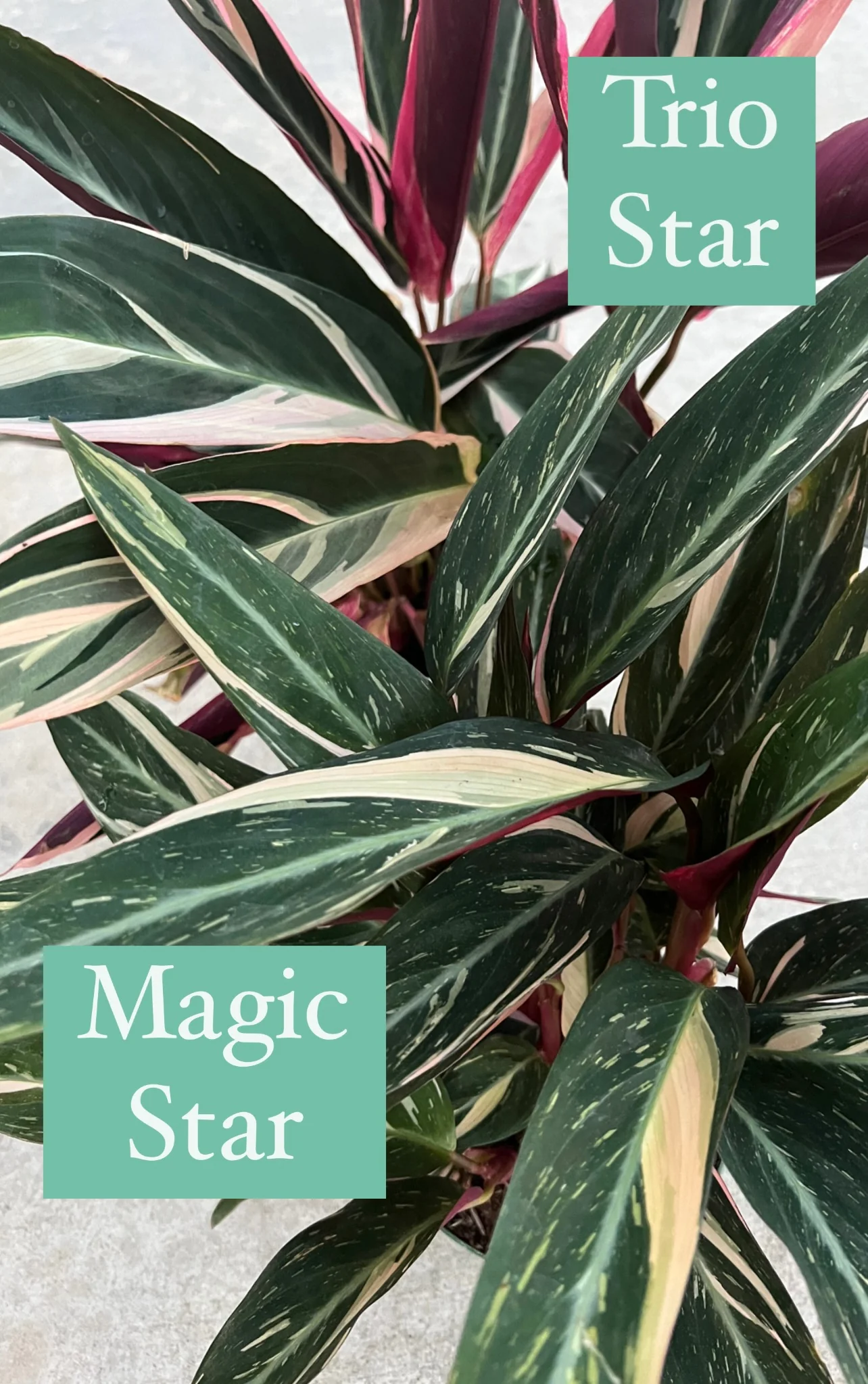 Triostar Stromanthe Calathea - Image 4