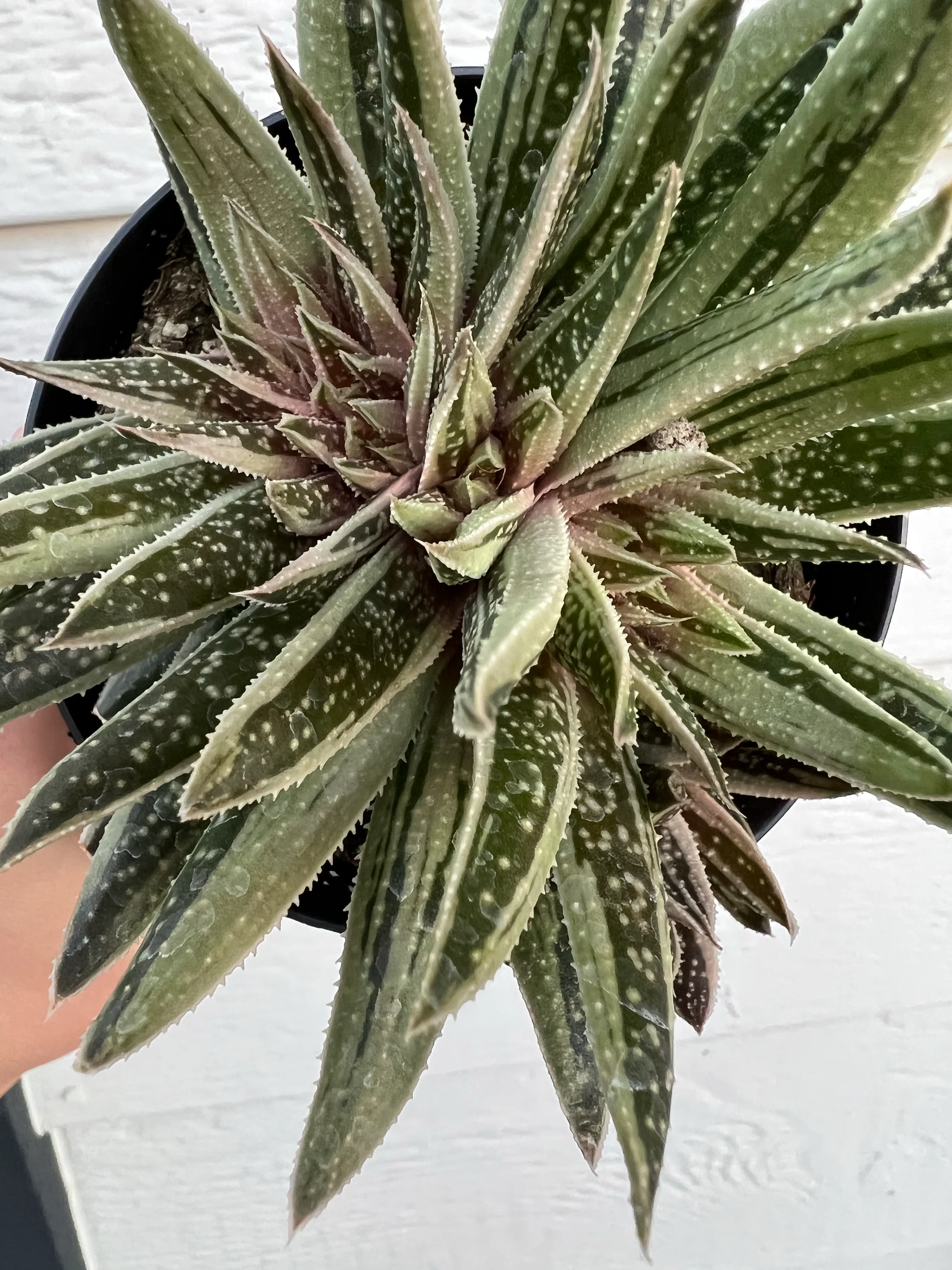 Variegated Gasteraloe *possibly crested* #2 - Image 3