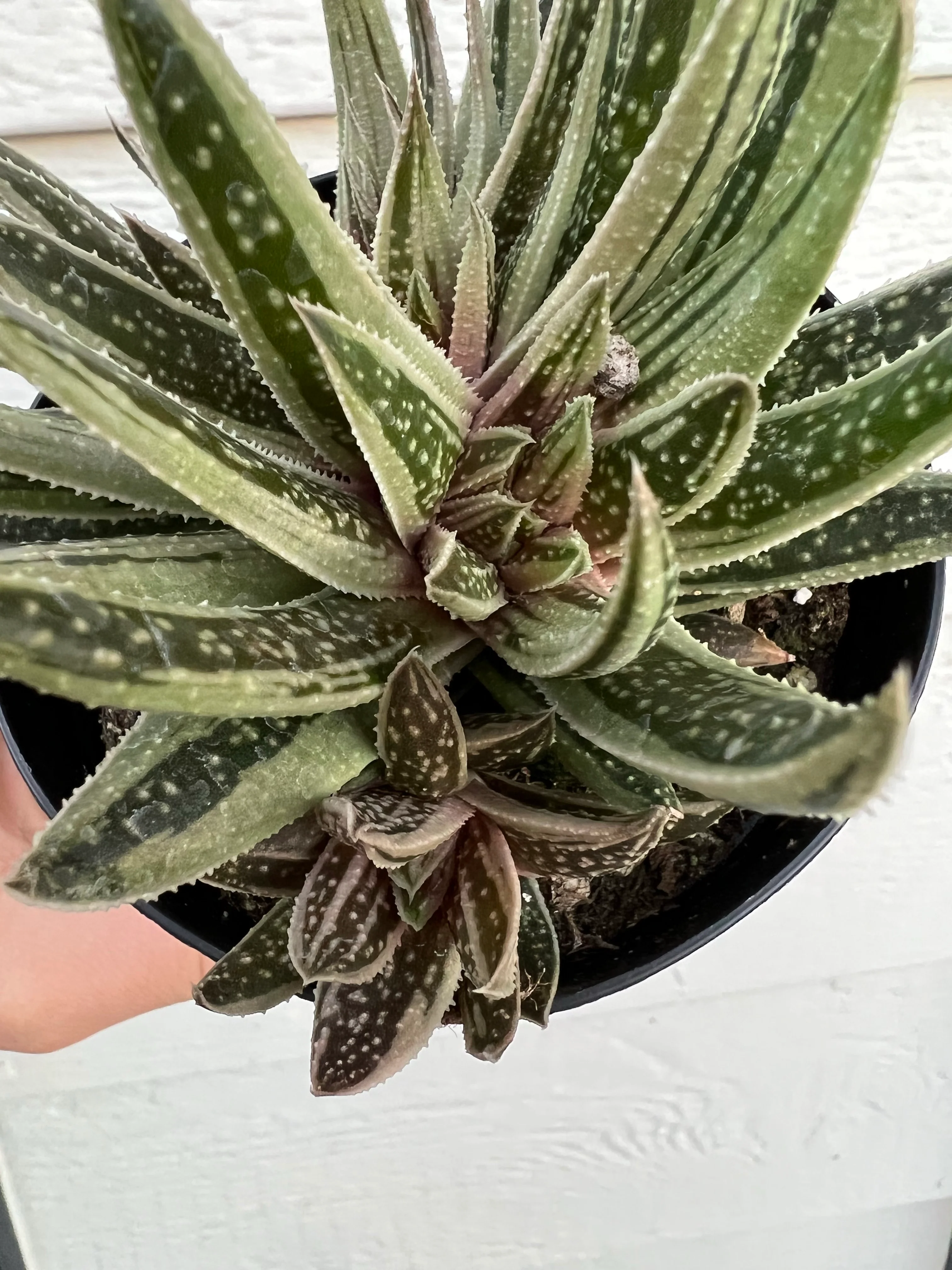 Variegated Gasteraloe *possibly crested* #2 - Image 4