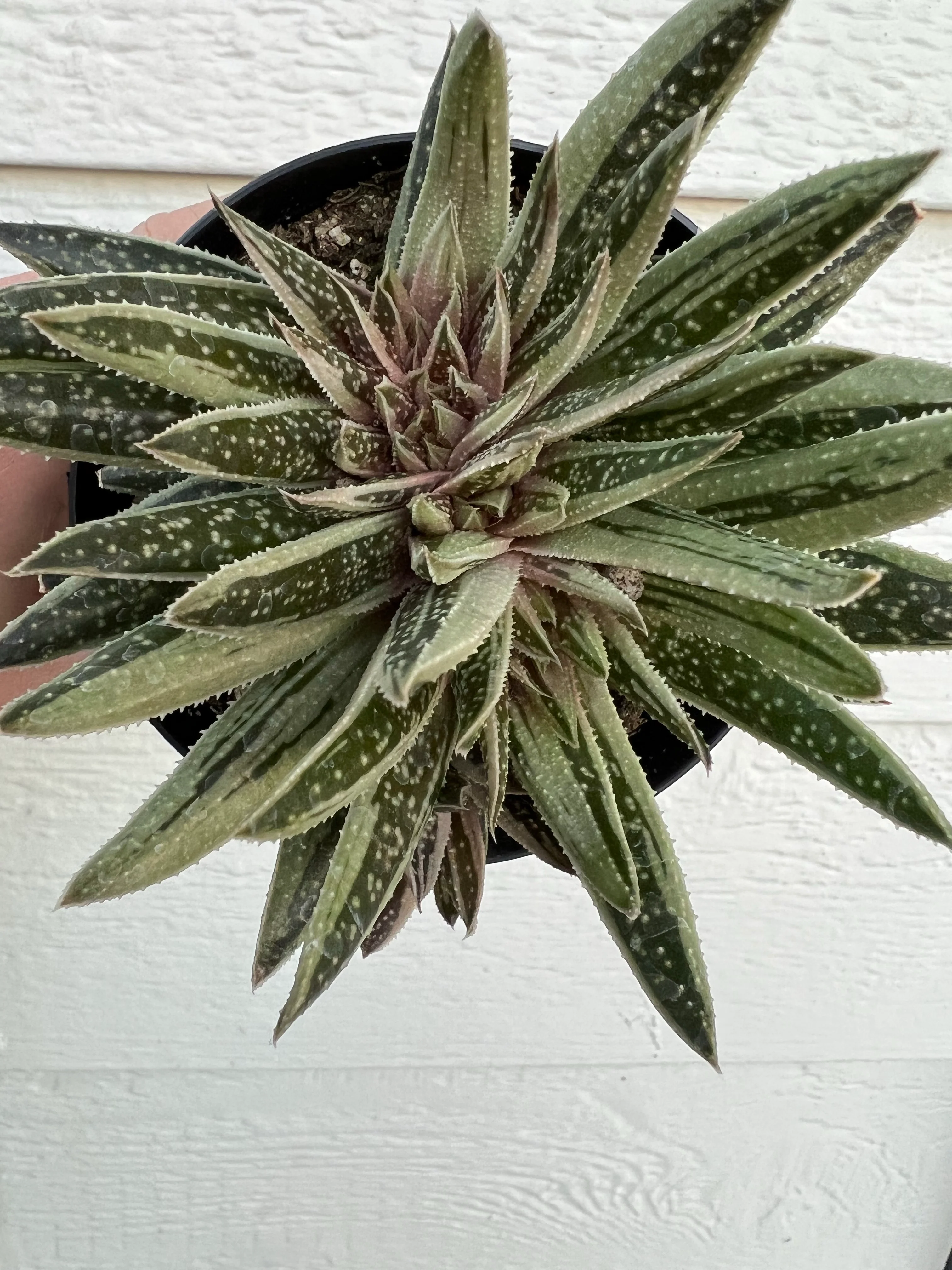 Variegated Gasteraloe *possibly crested* #2 - Image 5