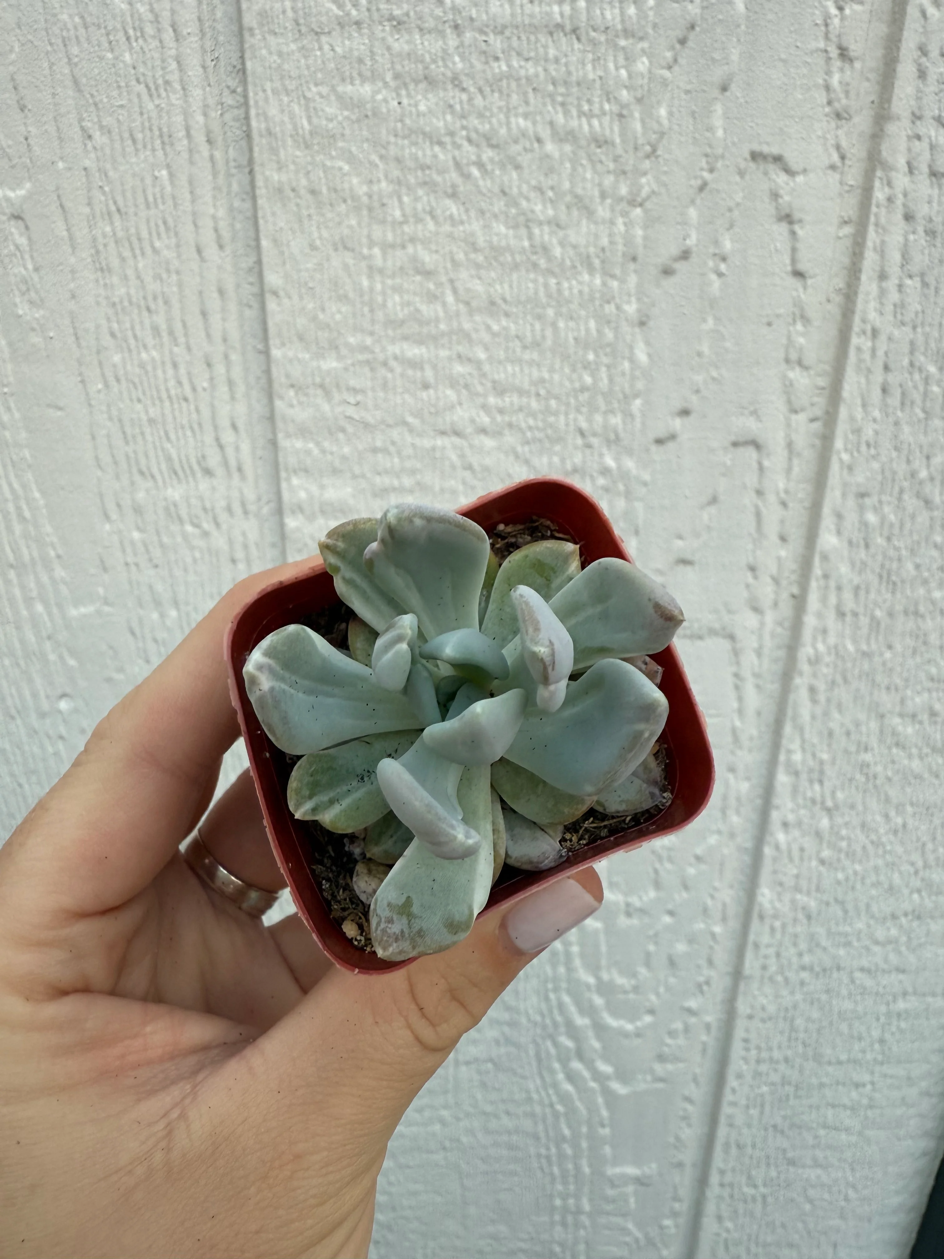 Variegated Pachyveria Scheideckeri ‘Jeweled Crown / Blue Tower’ - Image 10