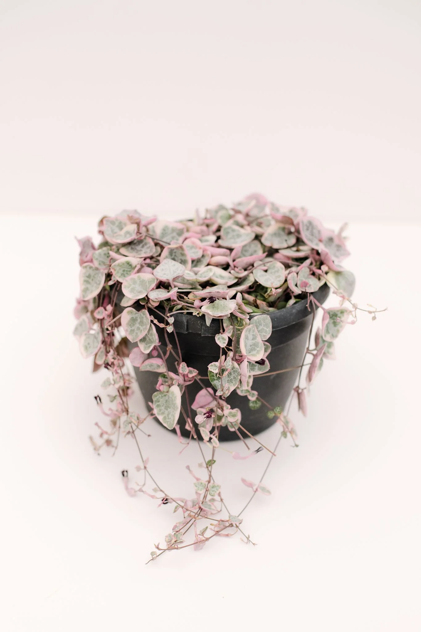 Ceropegia Woodii Variegated String of Hearts - Image 14