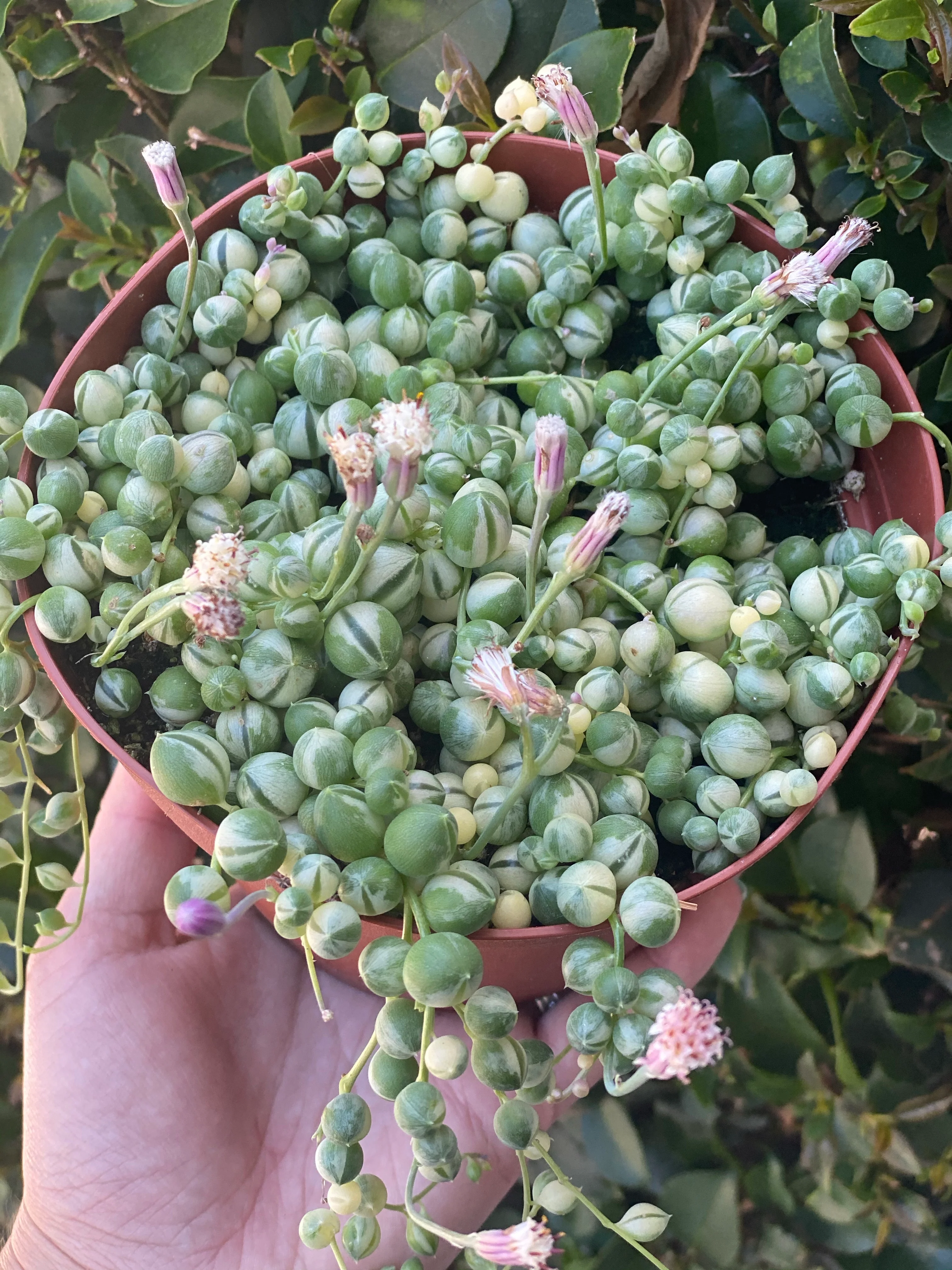 Variegated Senecio String of Pearls - Image 3