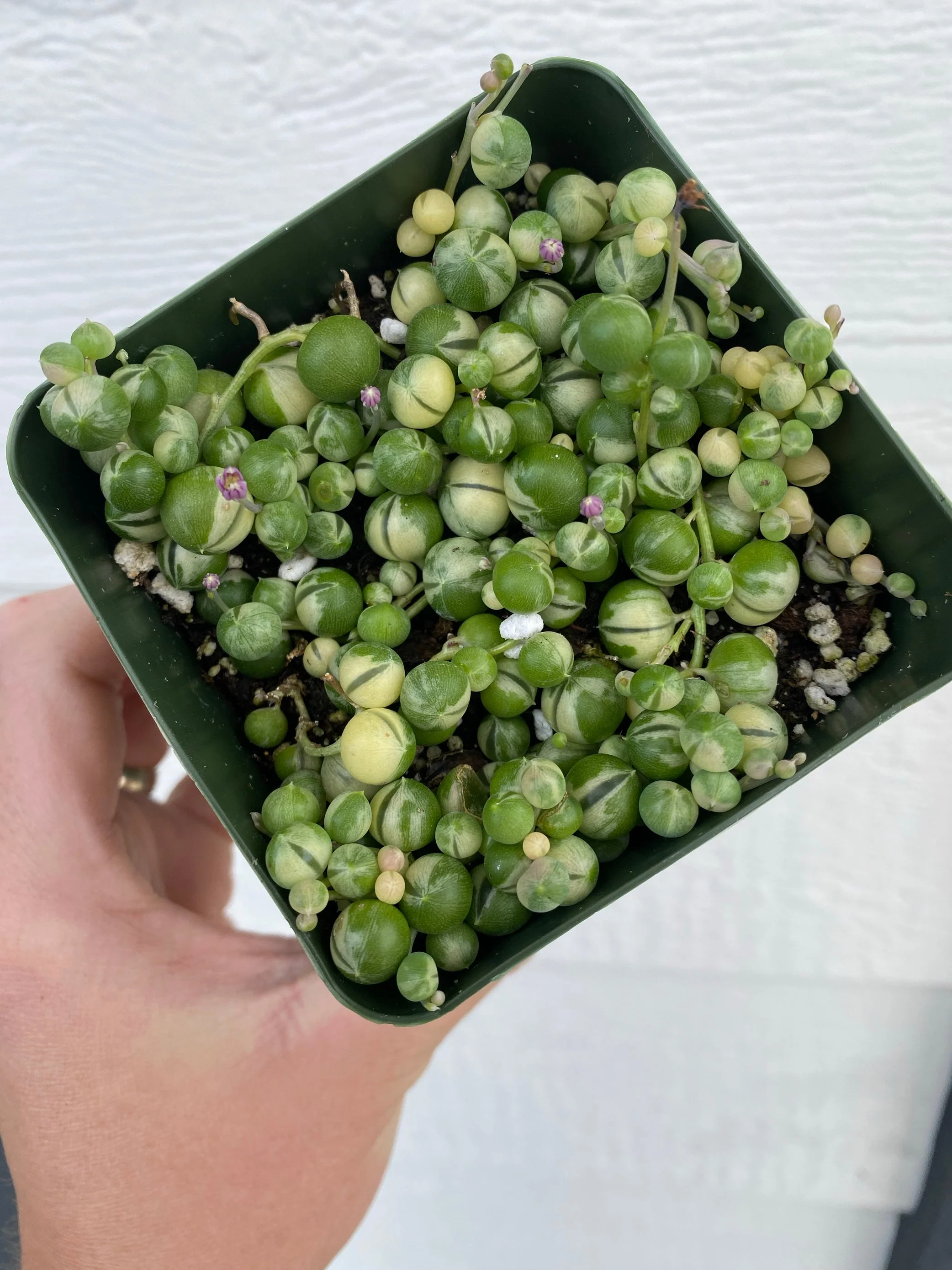 Variegated Senecio String of Pearls - Image 8